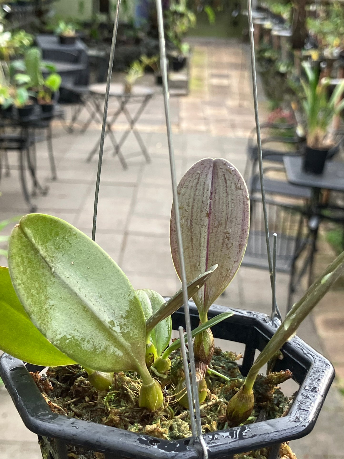 Bulbophyllum Baucoense