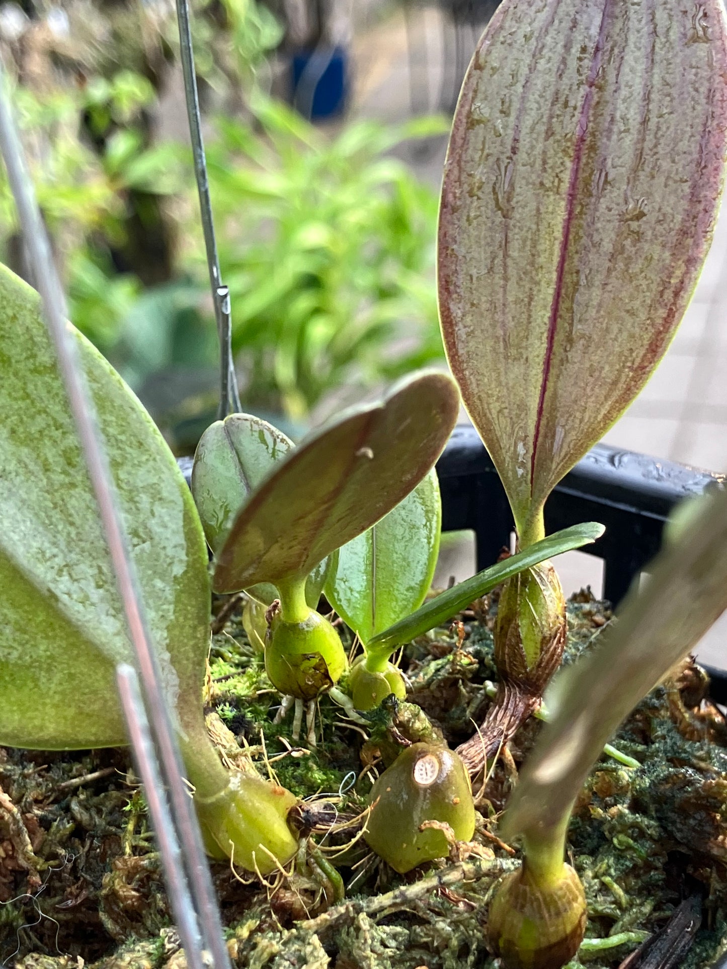 Bulbophyllum Baucoense