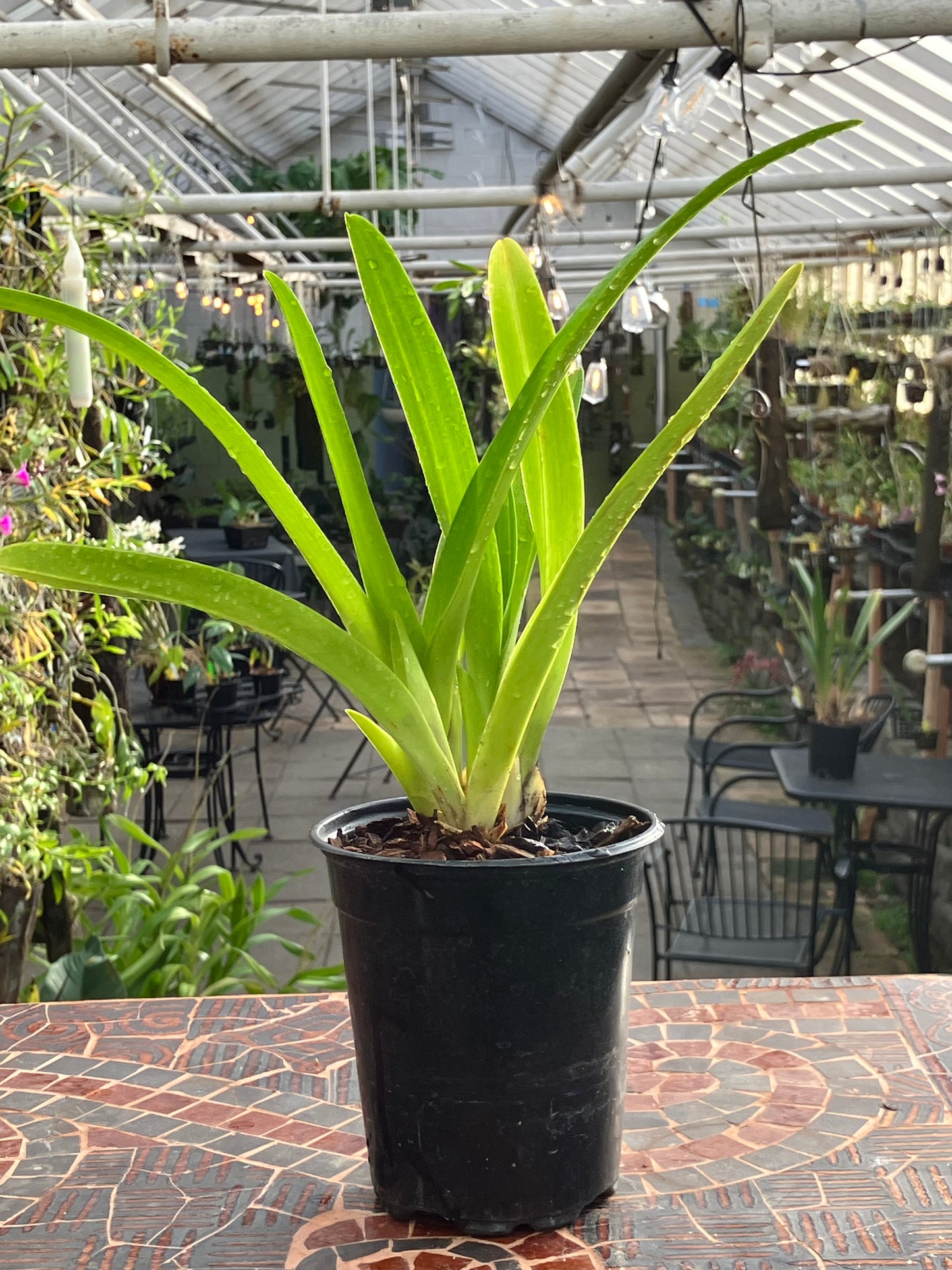 Phragmipedium Zapatilla de la Virgen