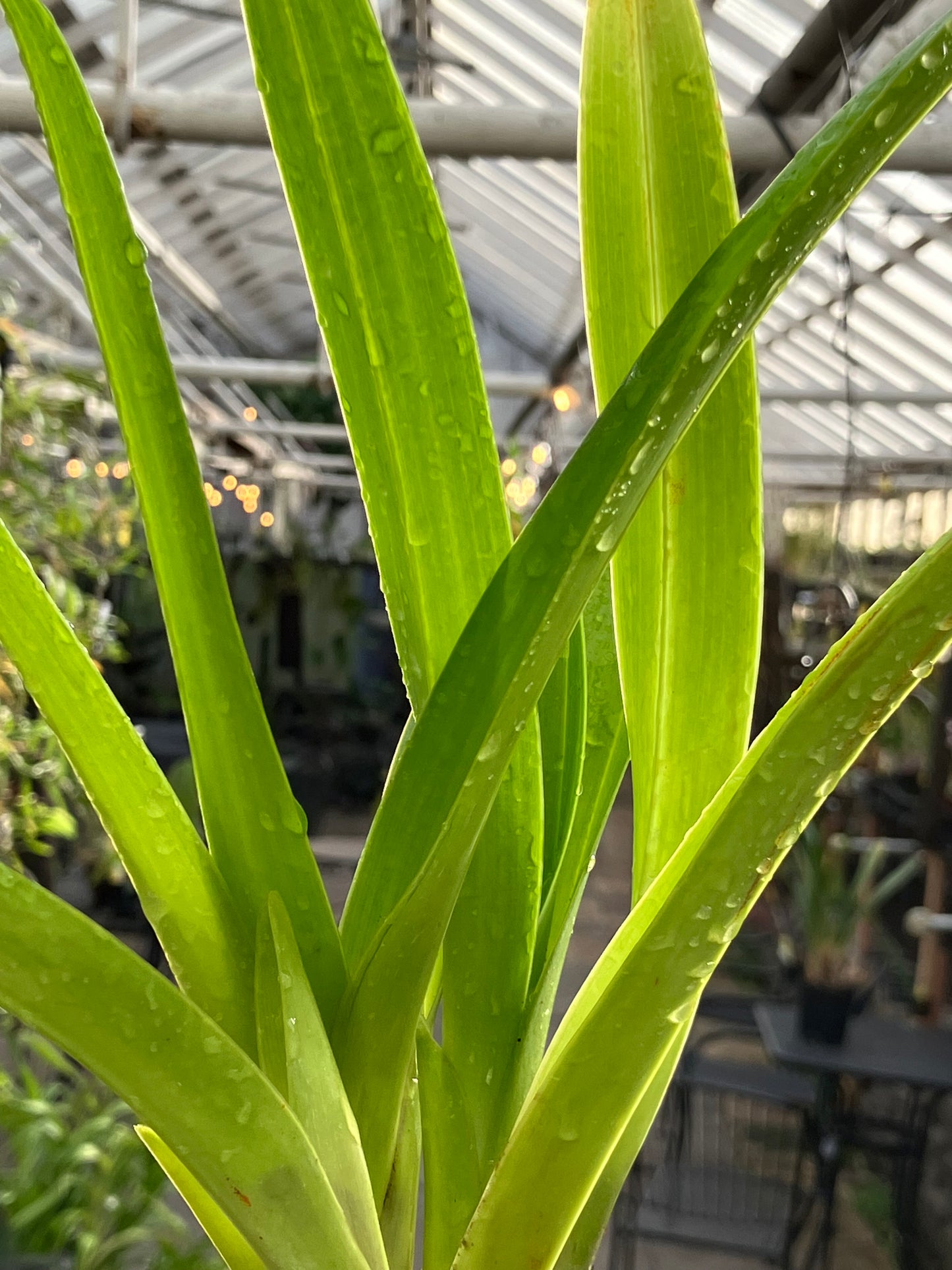 Phragmipedium Zapatilla de la Virgen