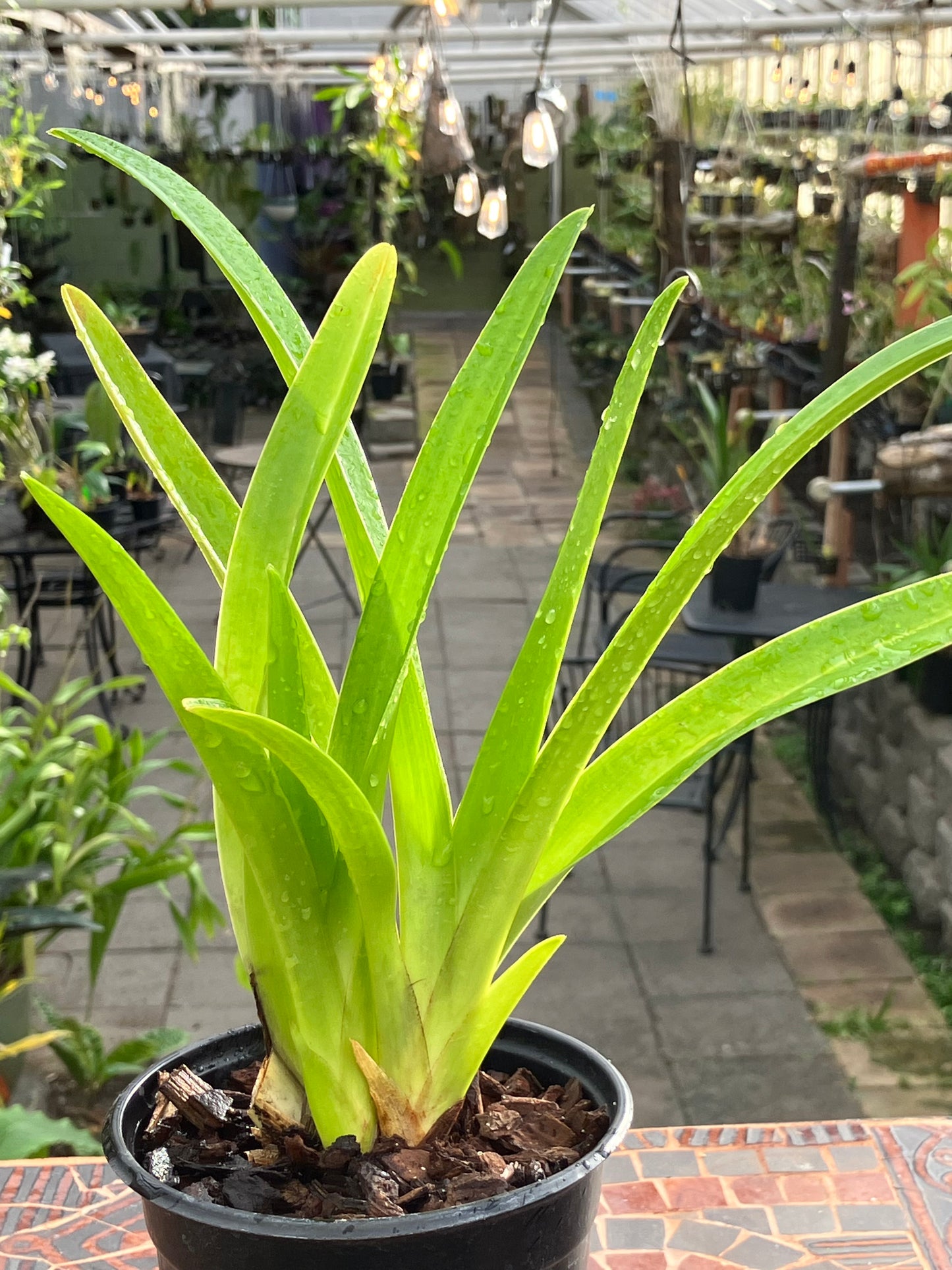 Phragmipedium Zapatilla de la Virgen