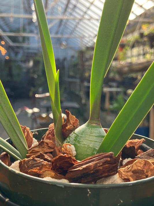 Encyclia Talisker Bay