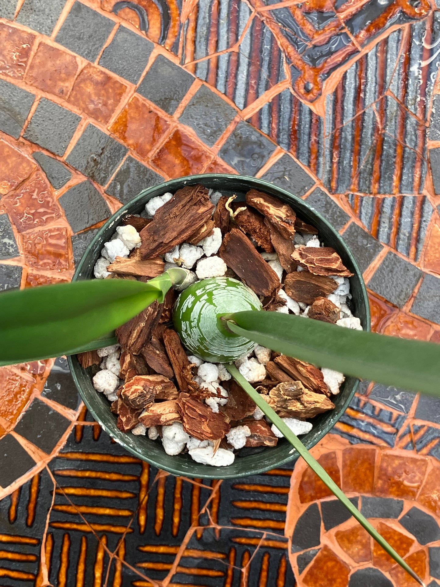 Encyclia Talisker Bay