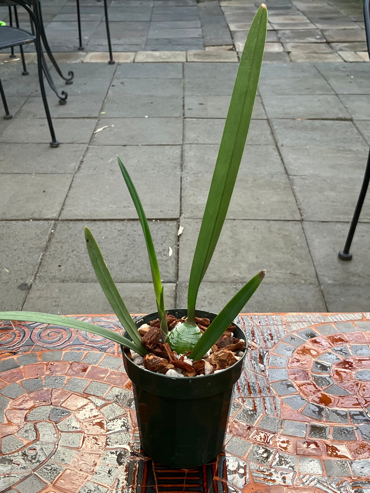 Encyclia Talisker Bay