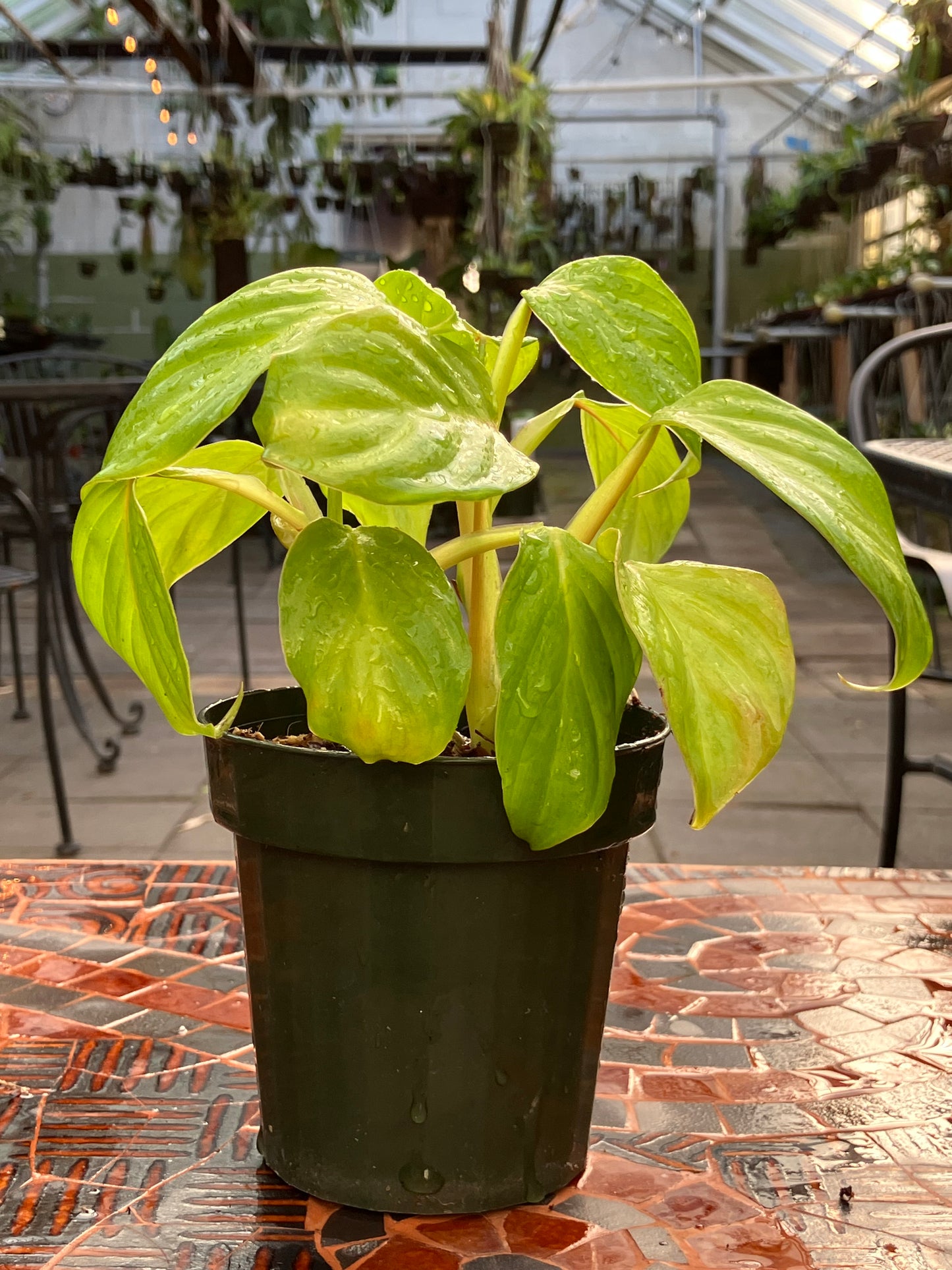 Philodendron Smithii Type