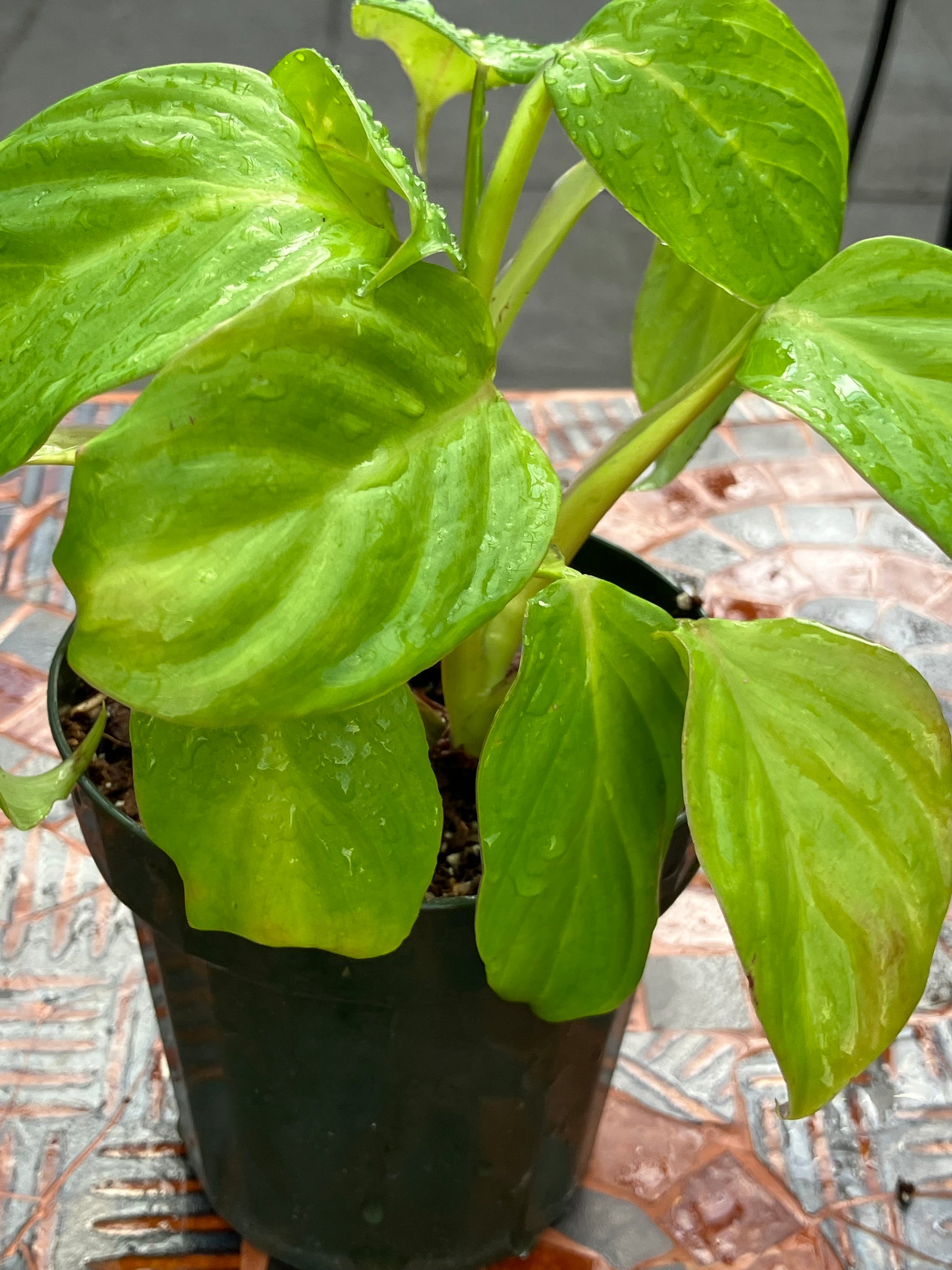 where are philodendrons native to Philodendron Smithii Type