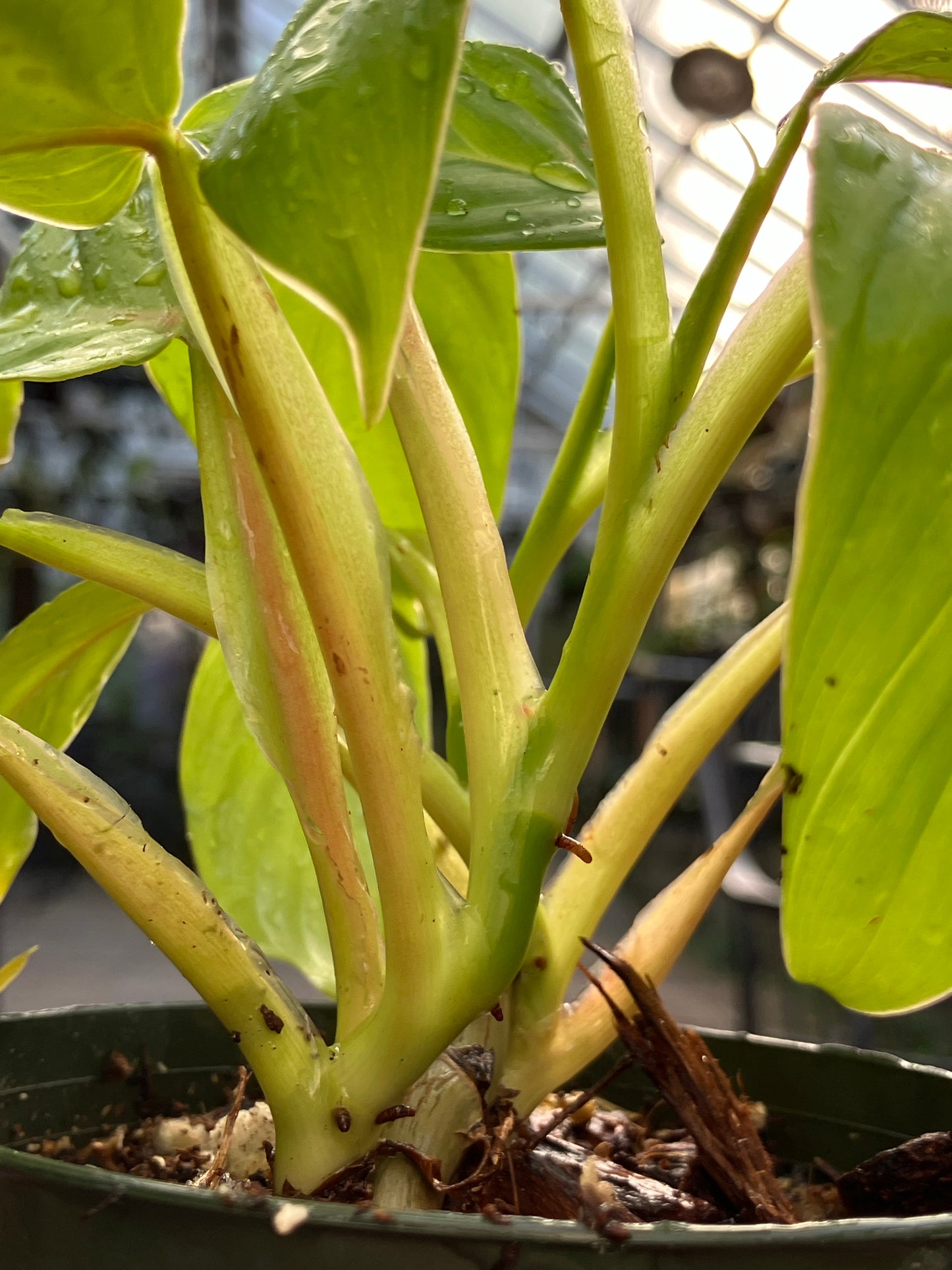 Philodendron Smithii Type