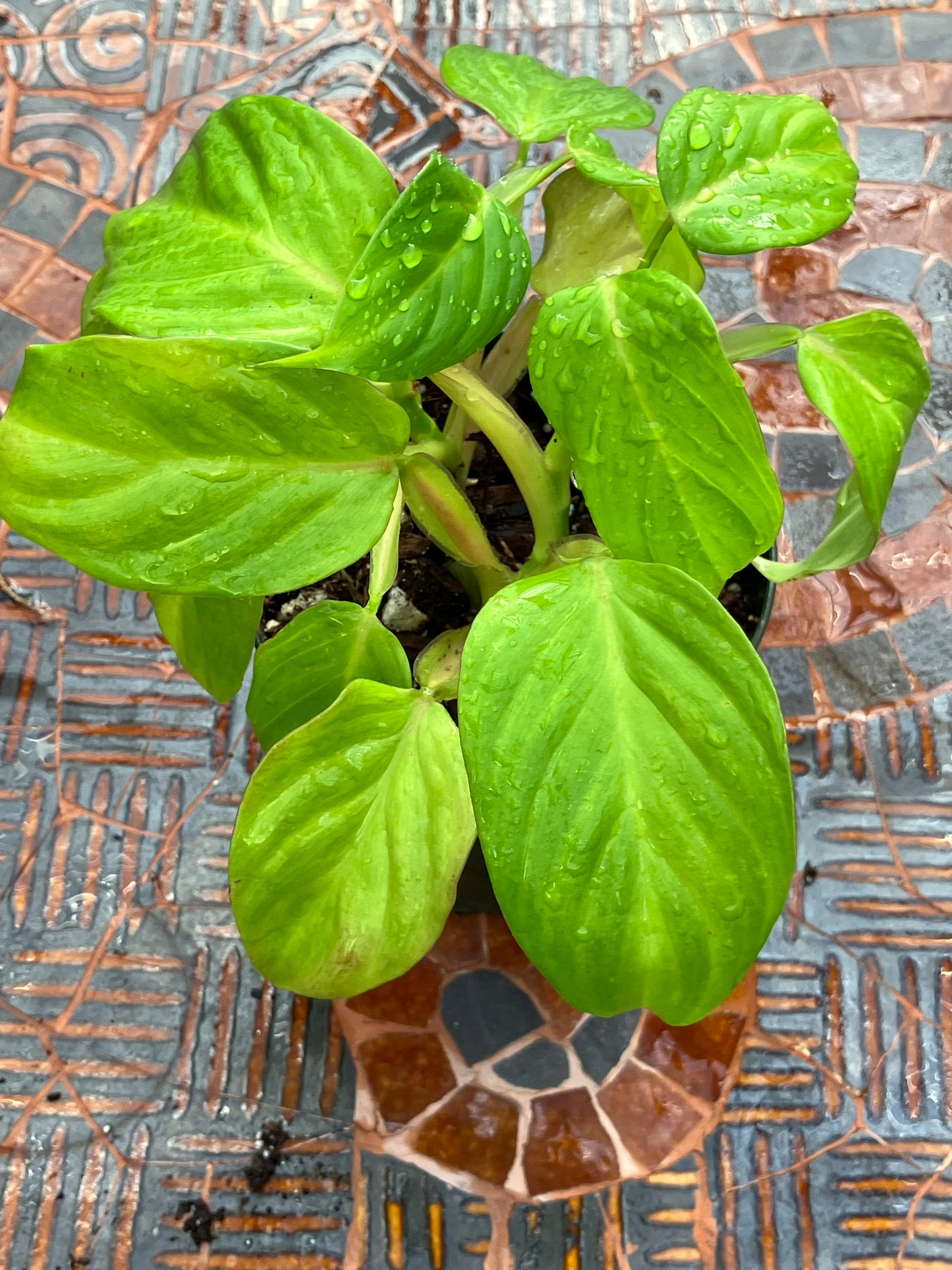 Philodendron Smithii Type