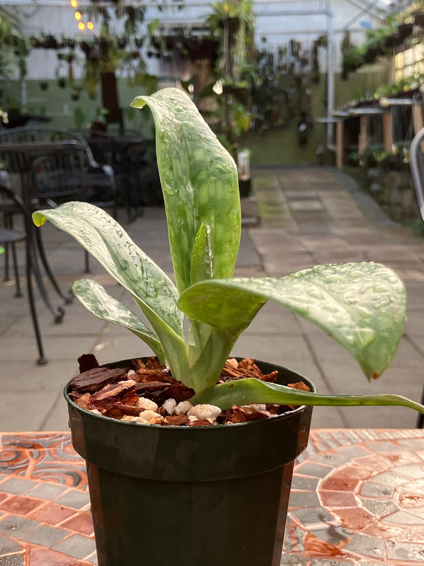 Paphiopedilum Mastersianum