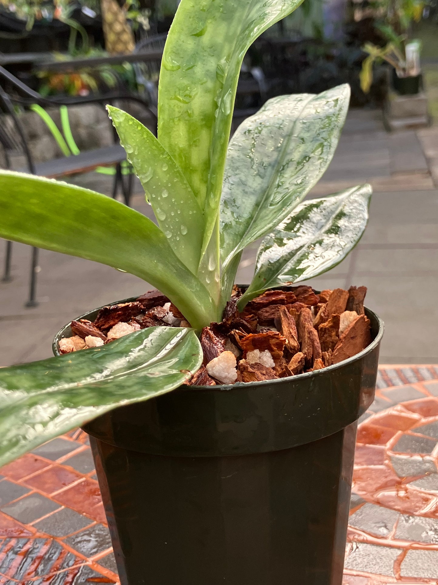 Paphiopedilum Mastersianum