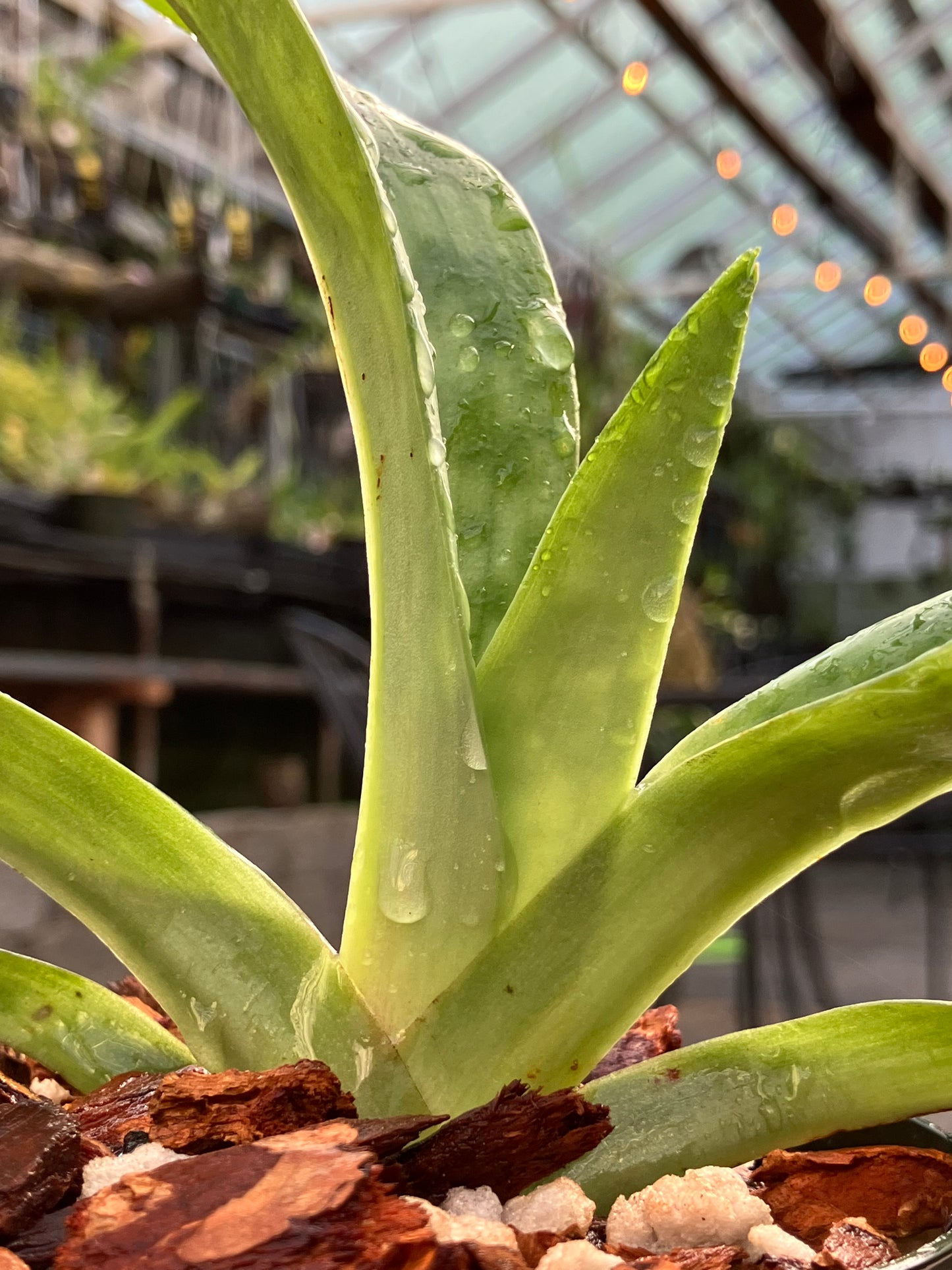 Paphiopedilum Mastersianum