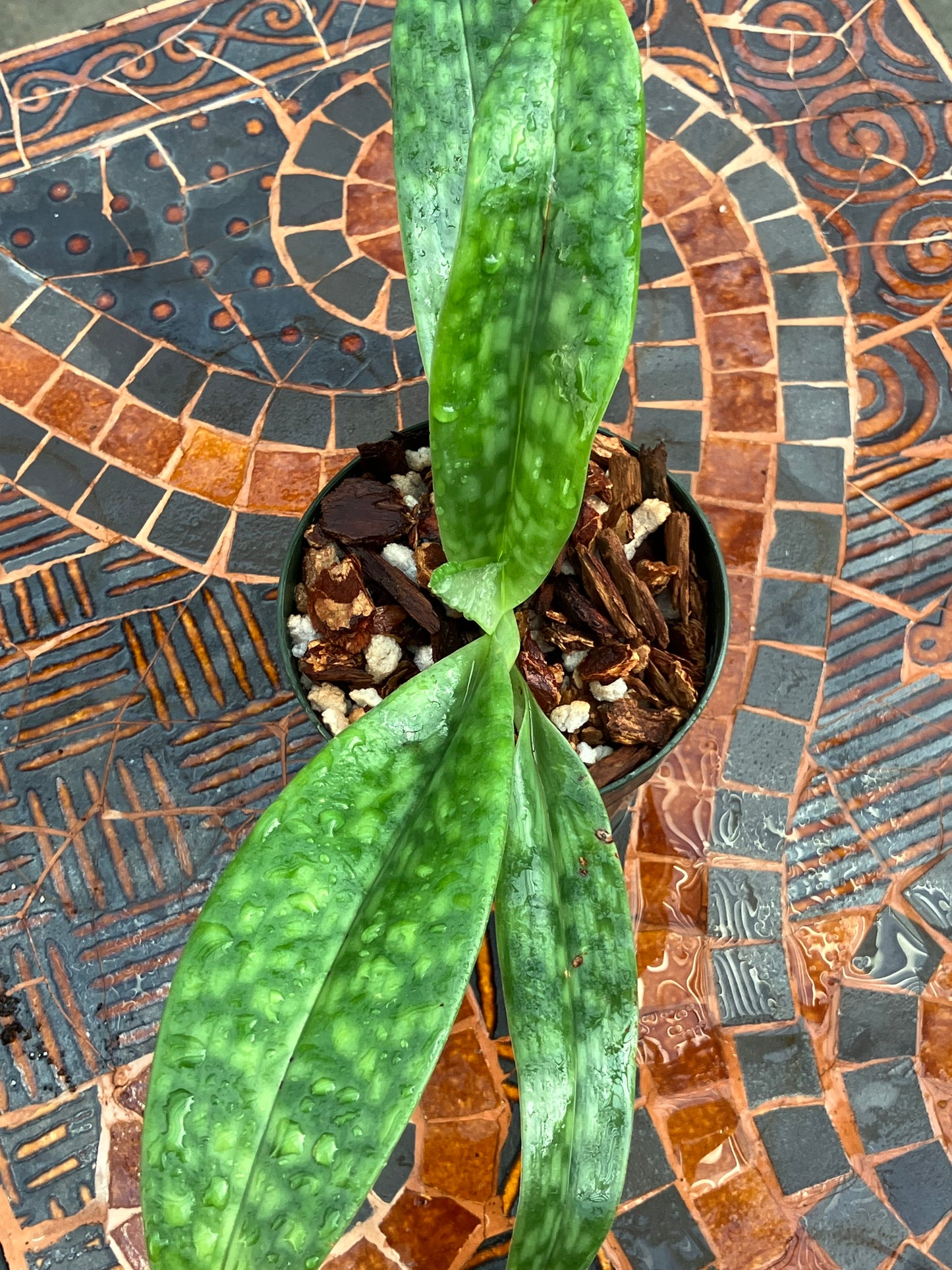 Paphiopedilum Mastersianum