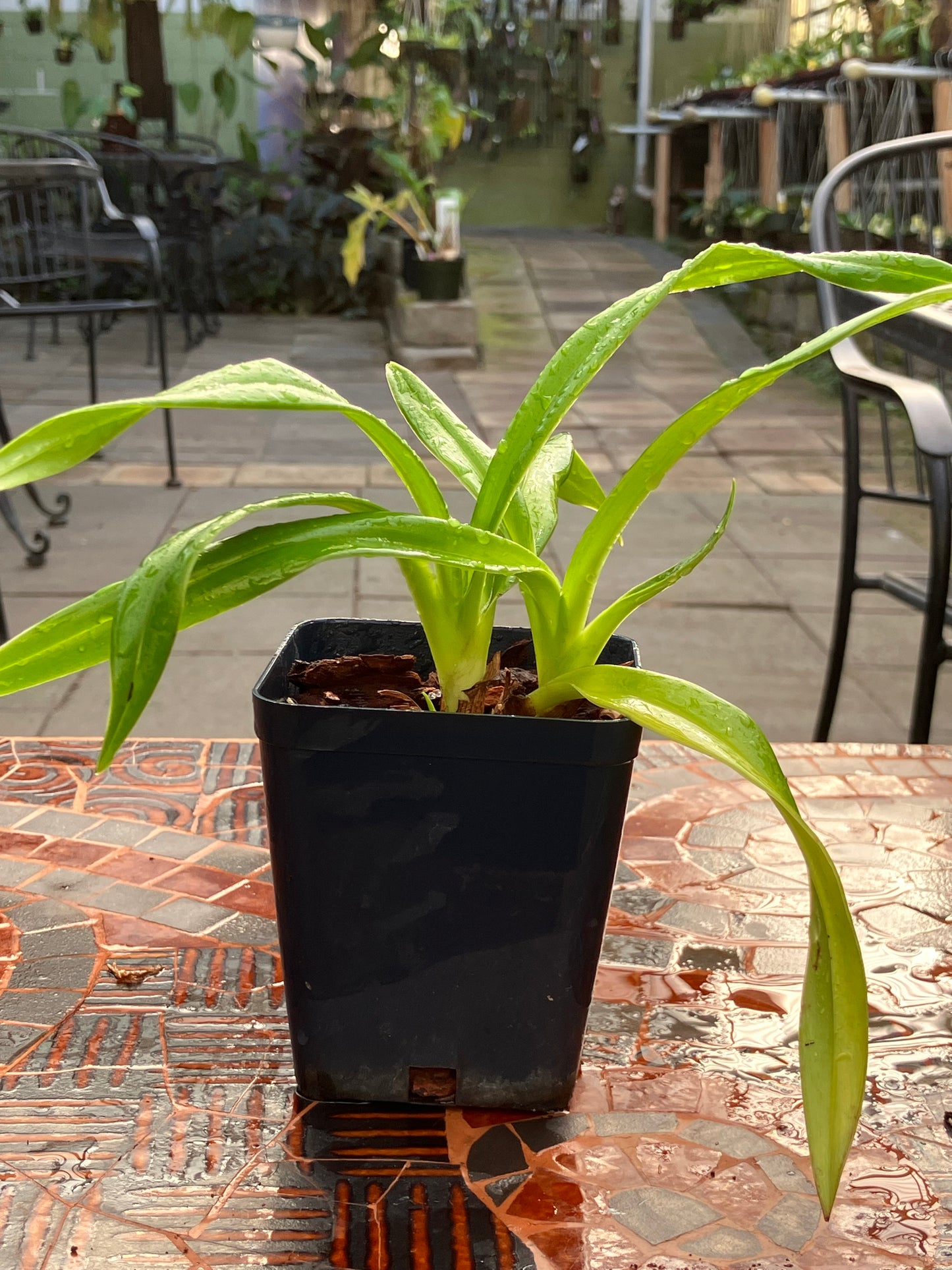 Phragmipedium Easy Man