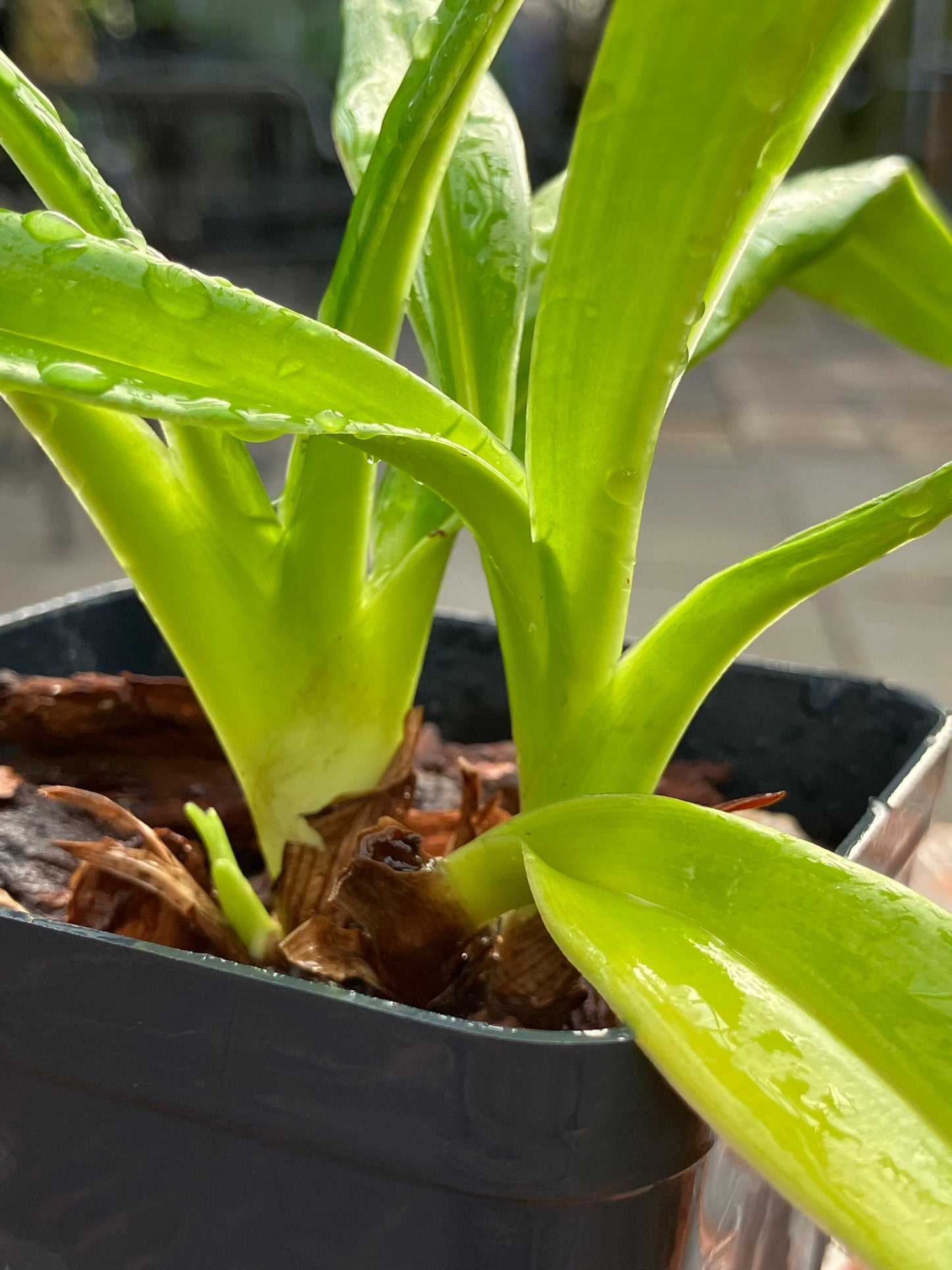 Phragmipedium Easy Man