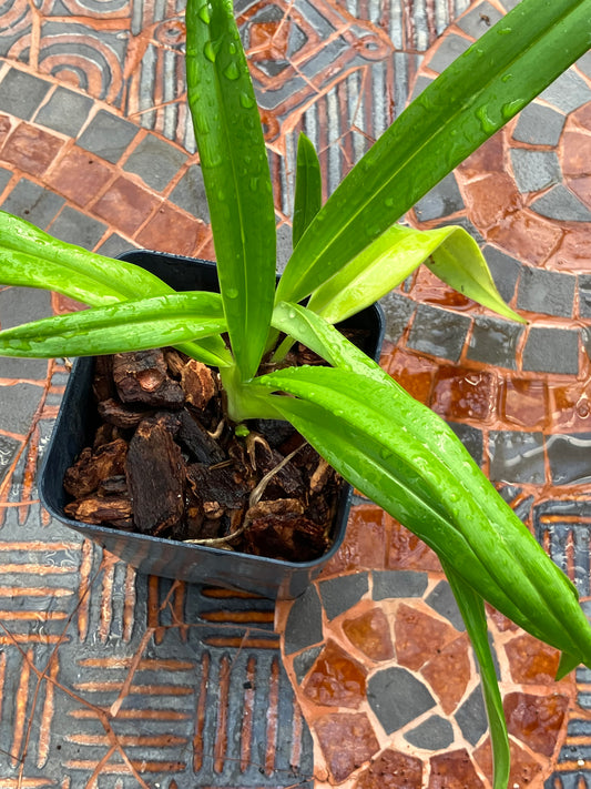 Phragmipedium Easy Man