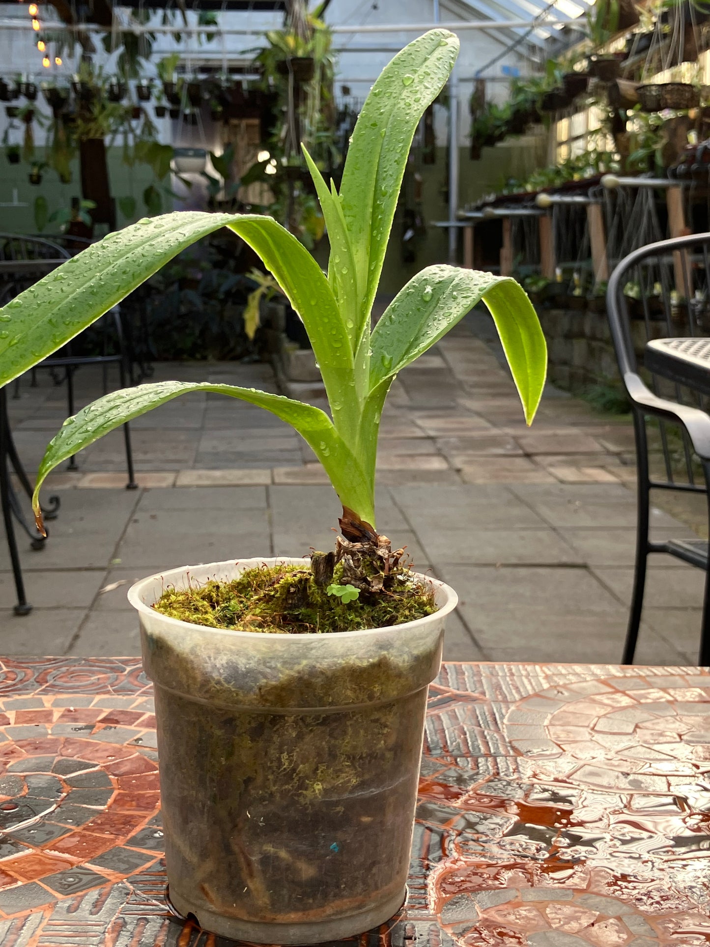 Phragmipedium Twilight '#2'