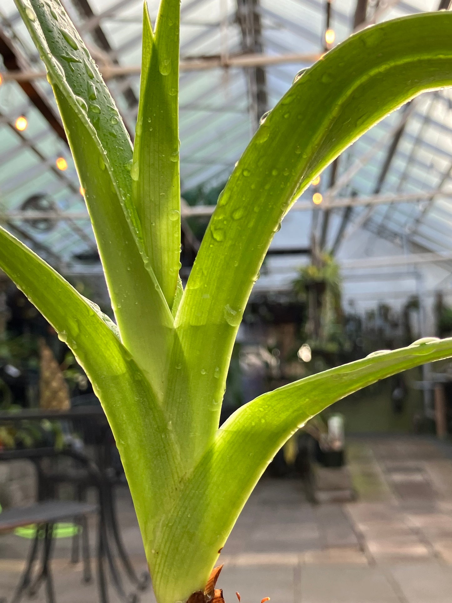 Phragmipedium Twilight '#2'