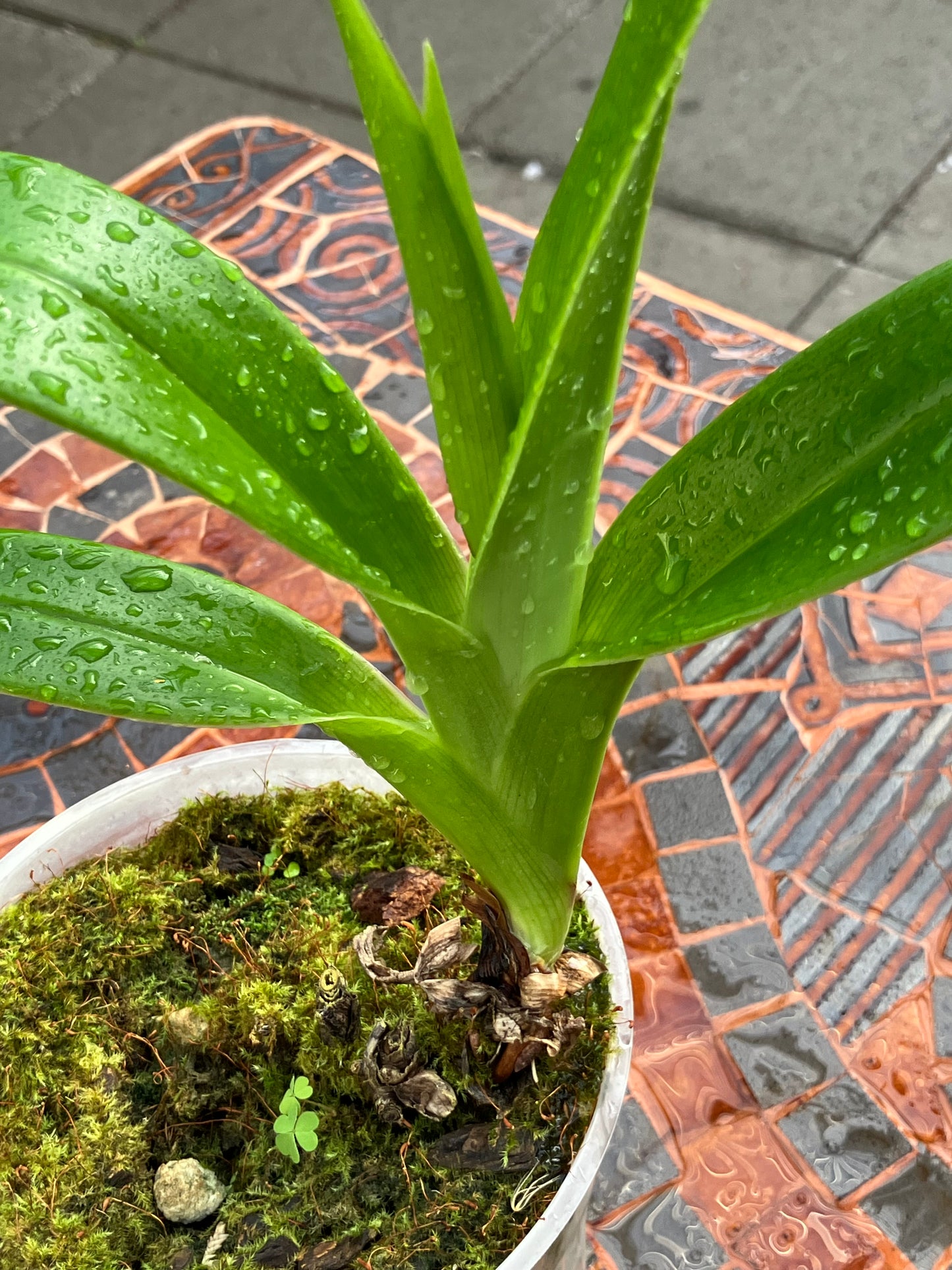 Phragmipedium Twilight '#2'