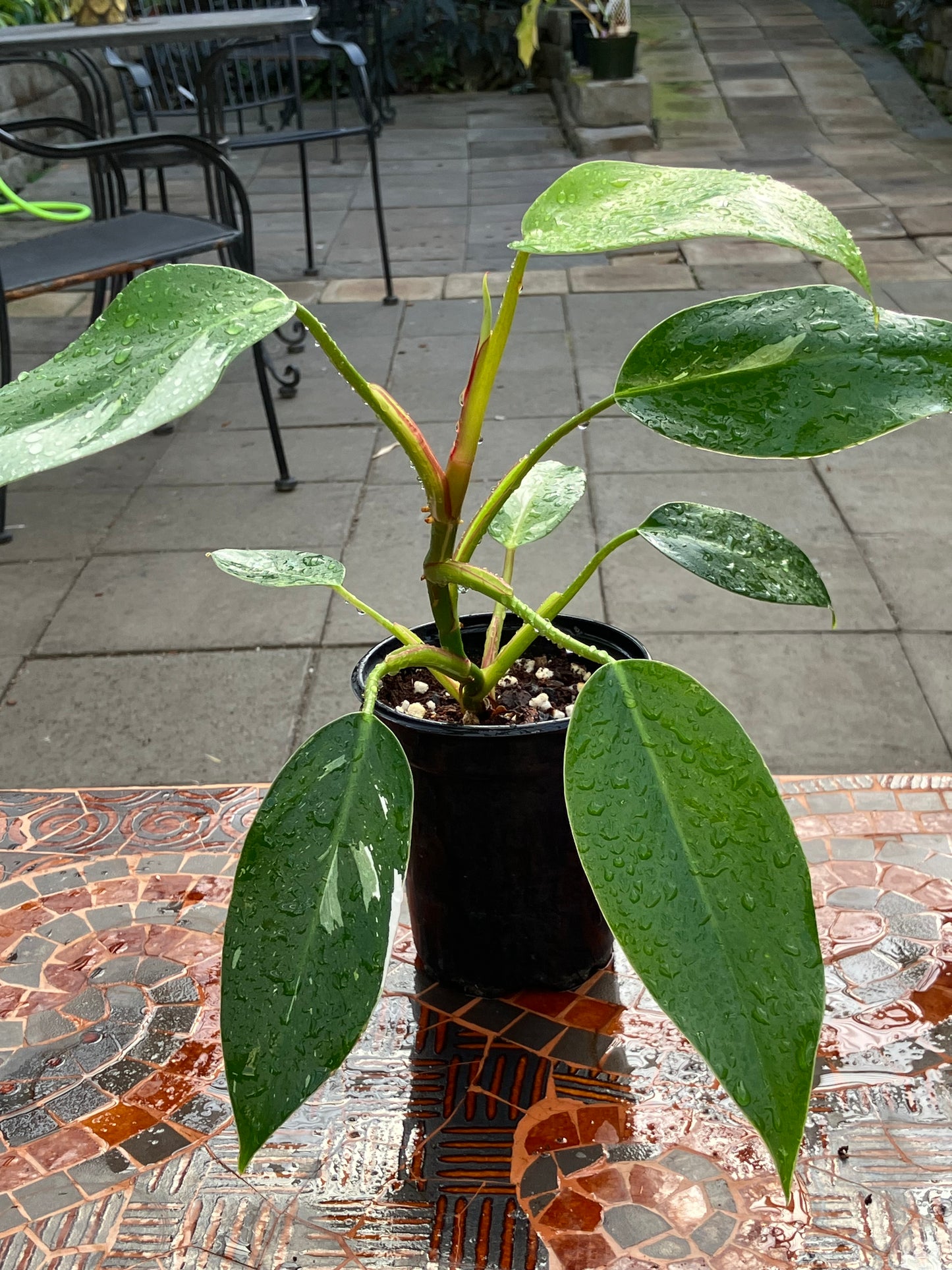 Philodendron White Princess