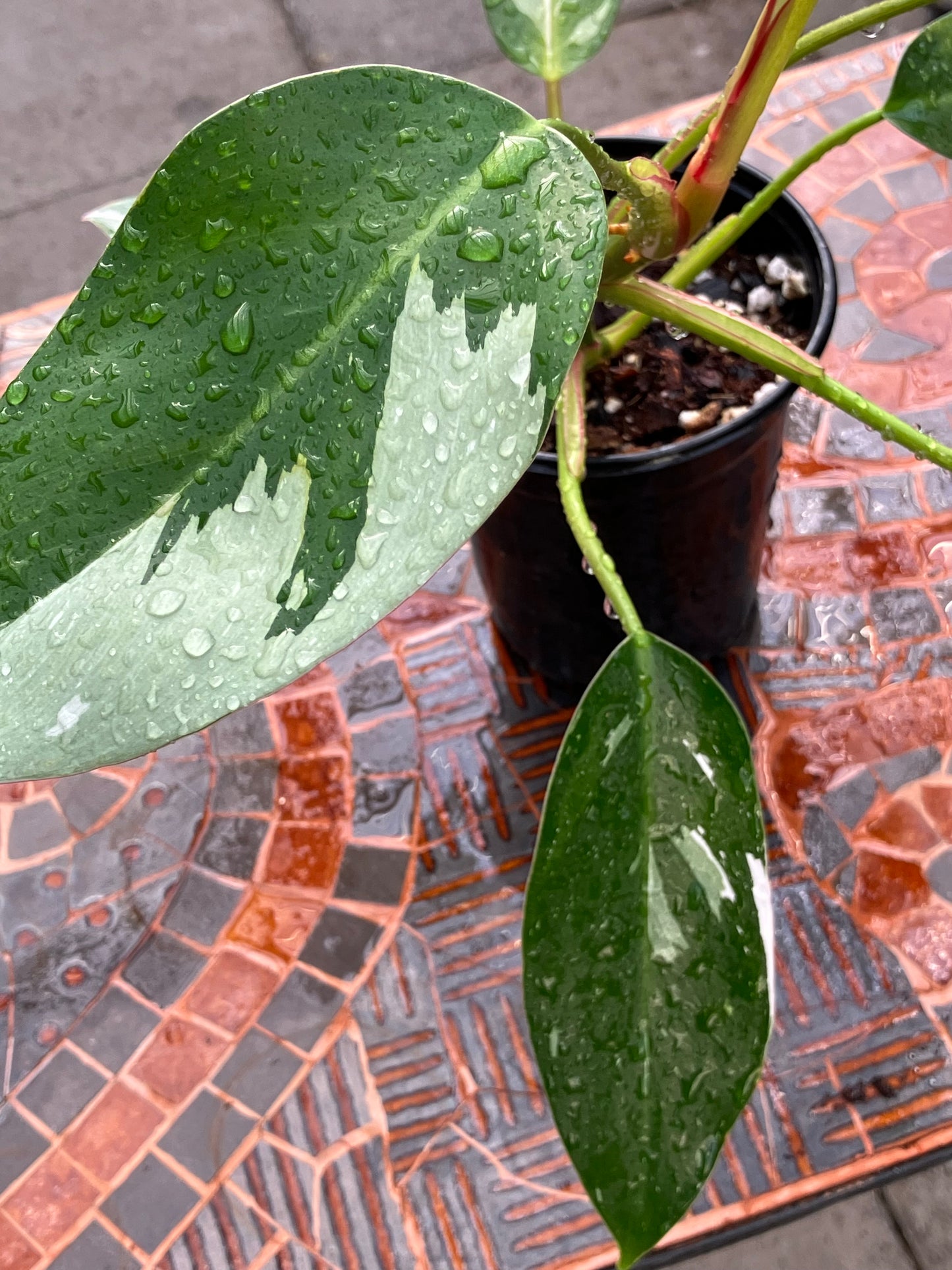 Philodendron White Princess