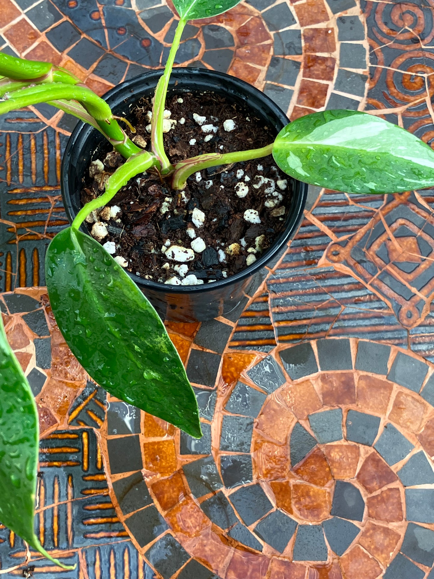 Philodendron White Princess