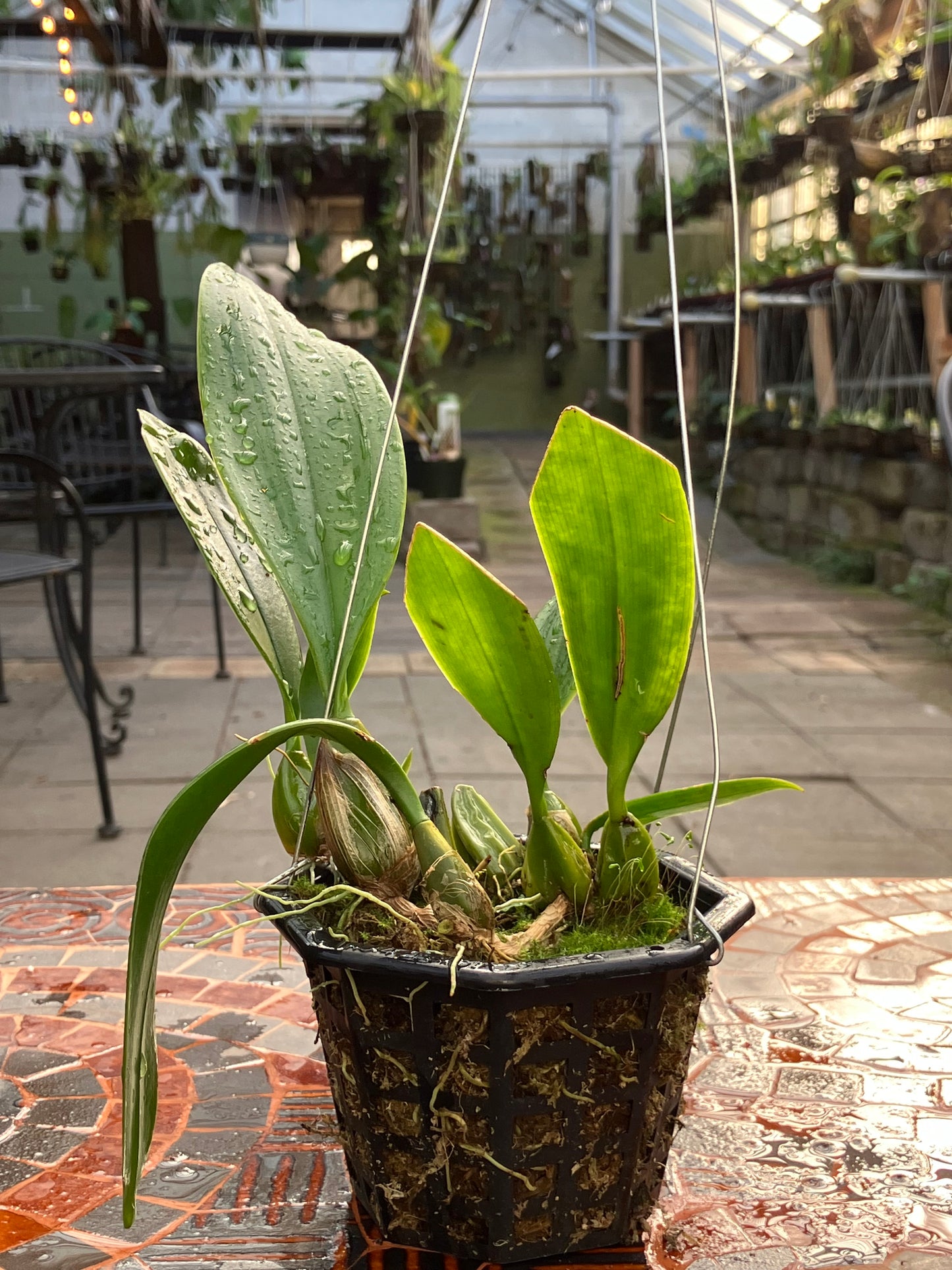Bulbophyllum Sanguineopunctatum