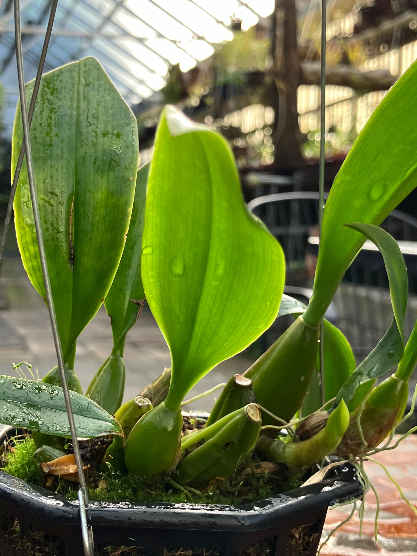 Bulbophyllum Sanguineopunctatum