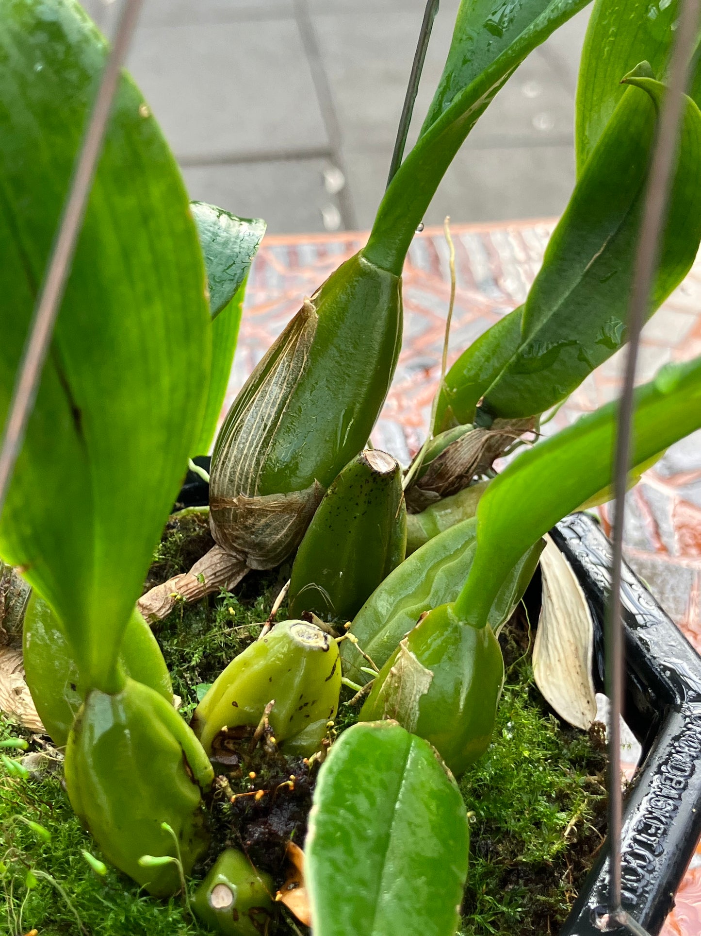 Bulbophyllum Sanguineopunctatum