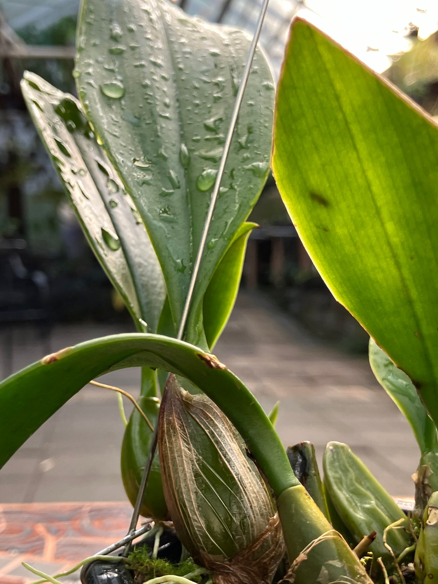Bulbophyllum Sanguineopunctatum