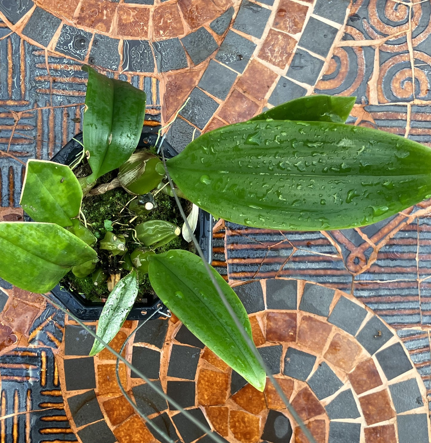 Bulbophyllum Sanguineopunctatum