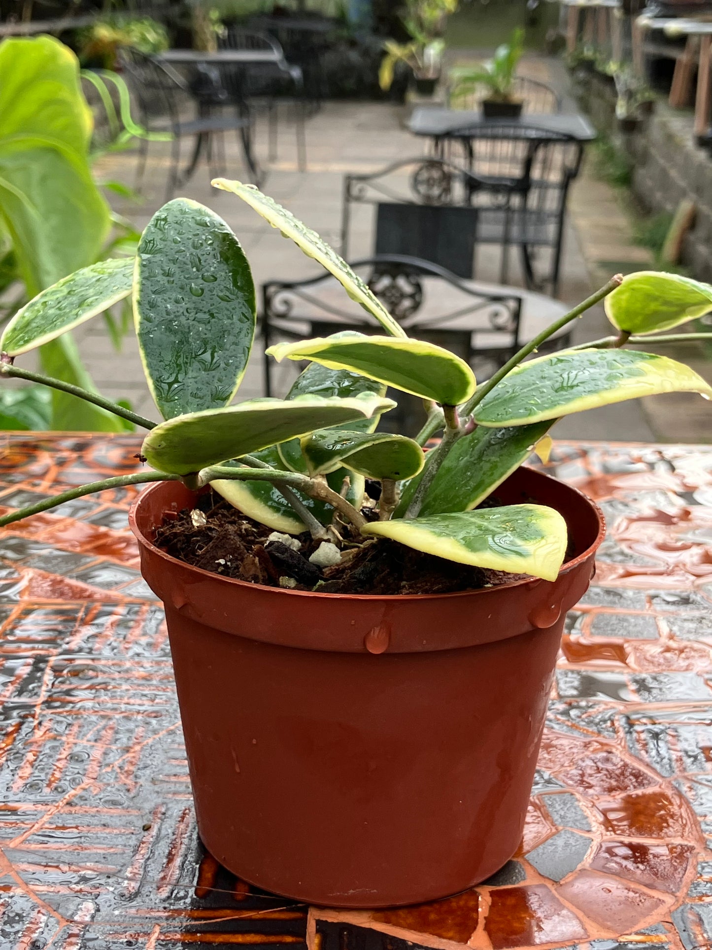 Hoya Acuta "Albomarginata"