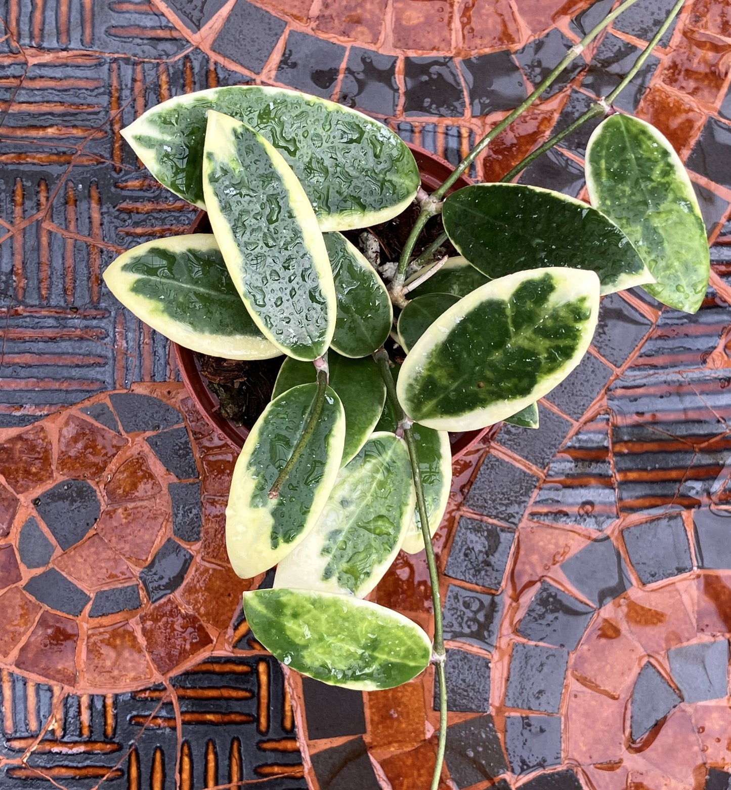 Hoya Acuta "Albomarginata"