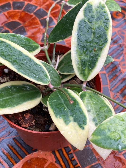 Hoya Acuta "Albomarginata"