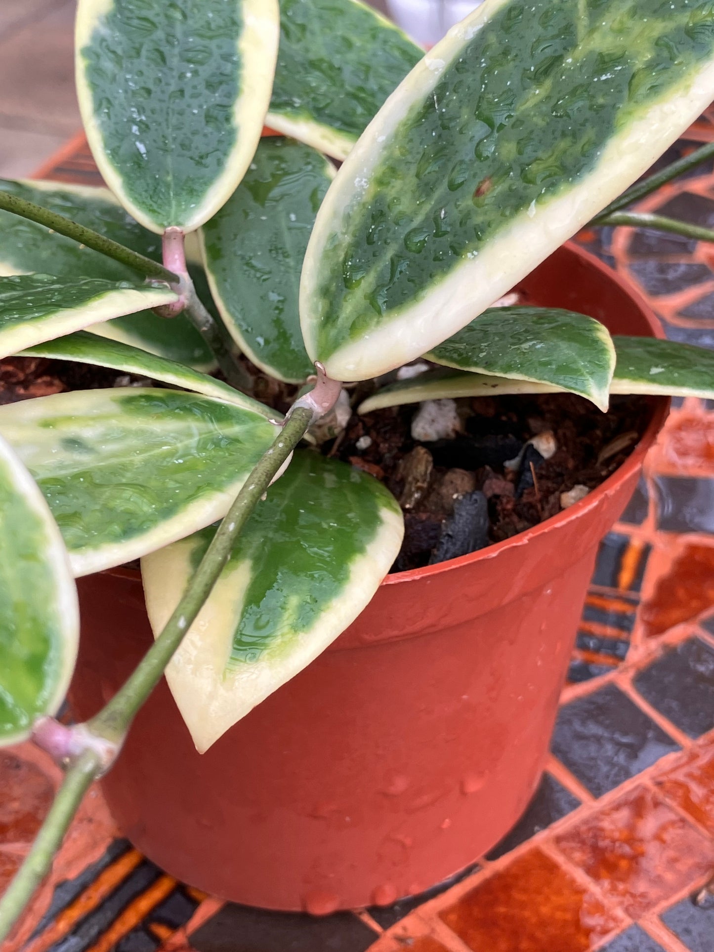 Hoya Acuta "Albomarginata"