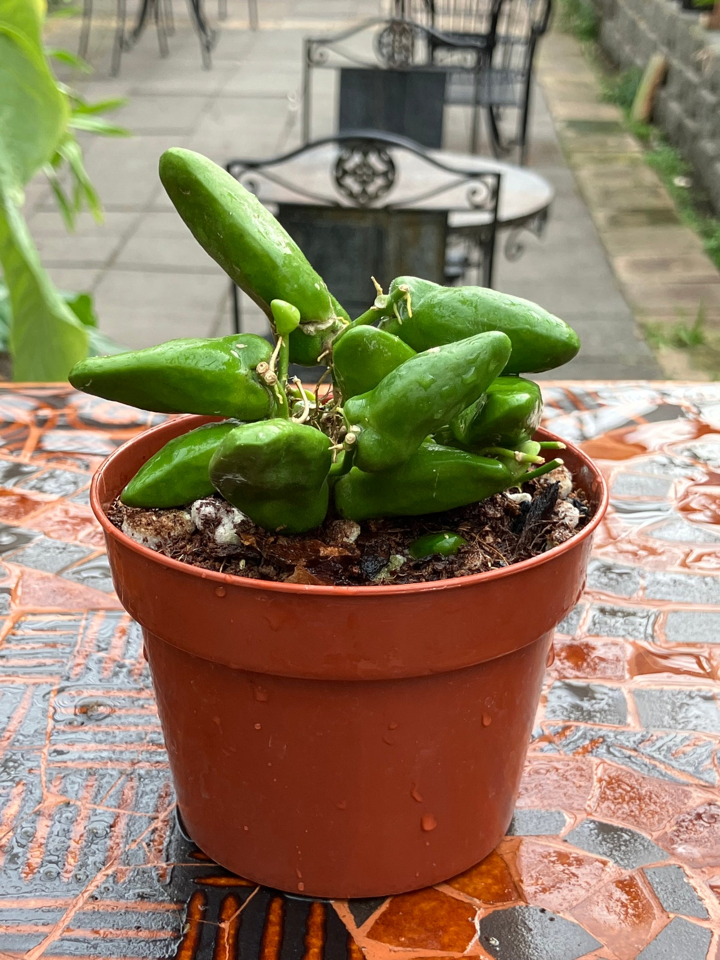 Dischidia Major 'Rattle Skulls'