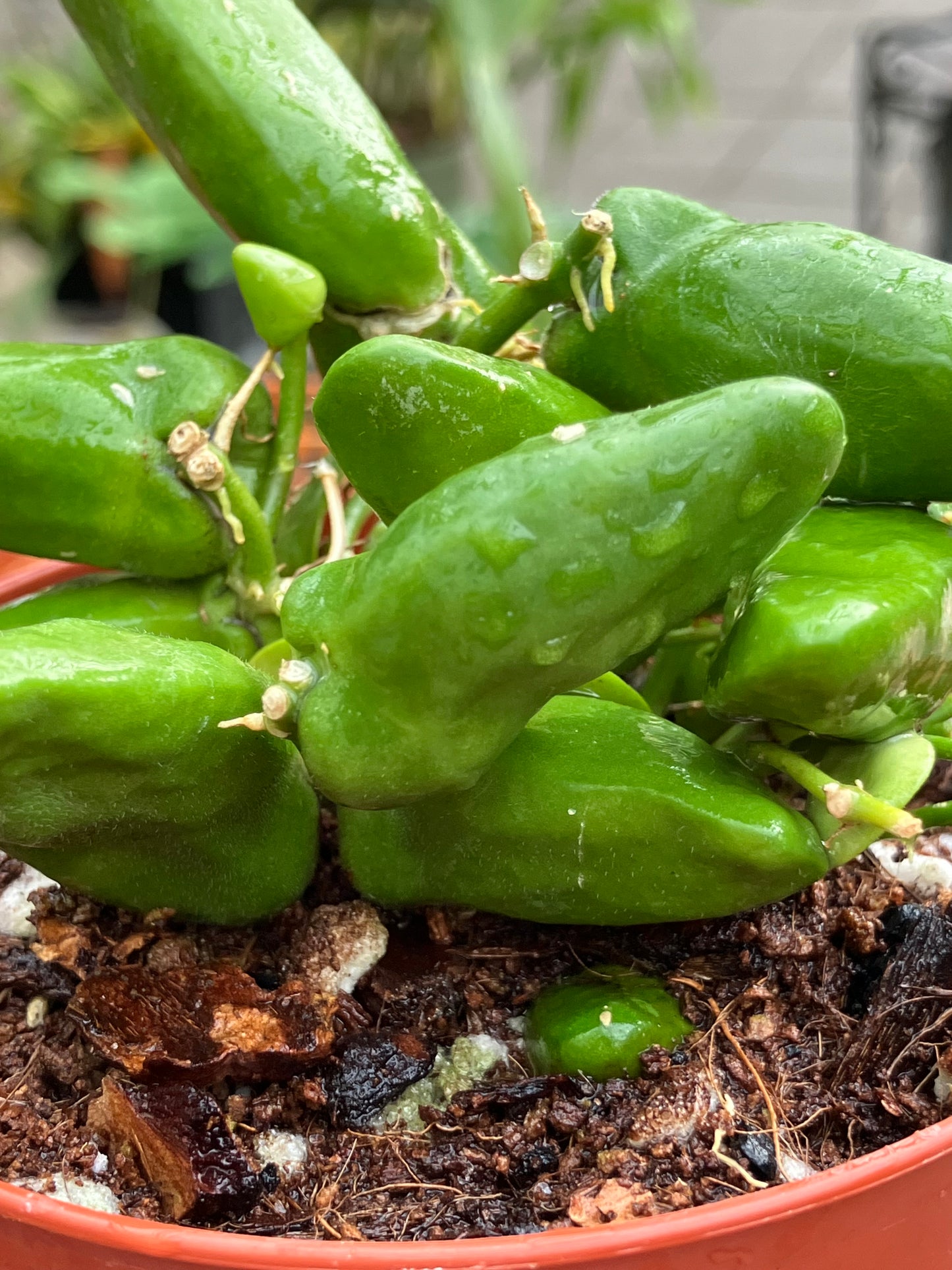Dischidia Major 'Rattle Skulls'