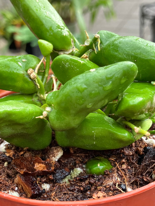 Dischidia Major 'Rattle Skulls'