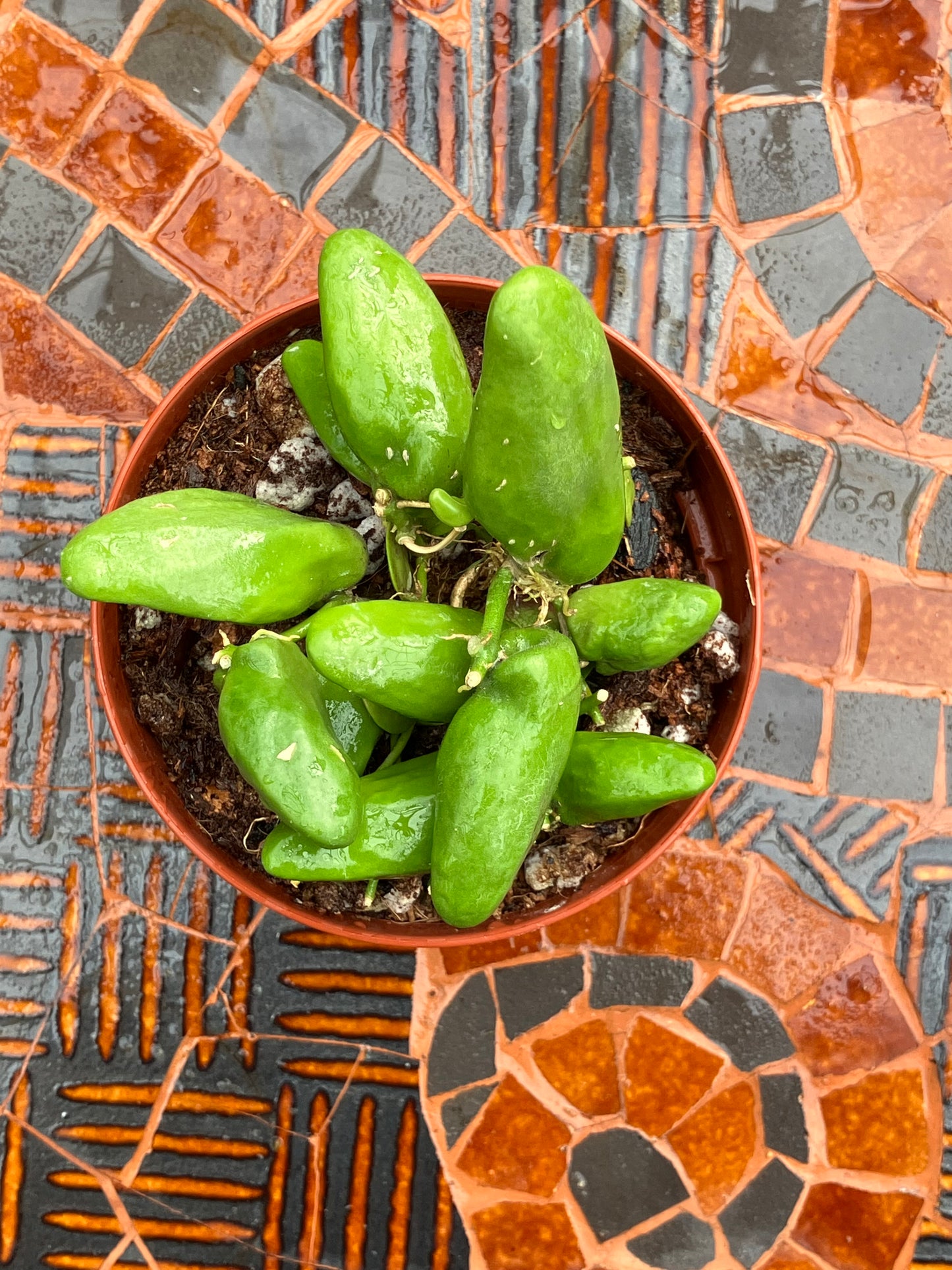 Dischidia Major 'Rattle Skulls'