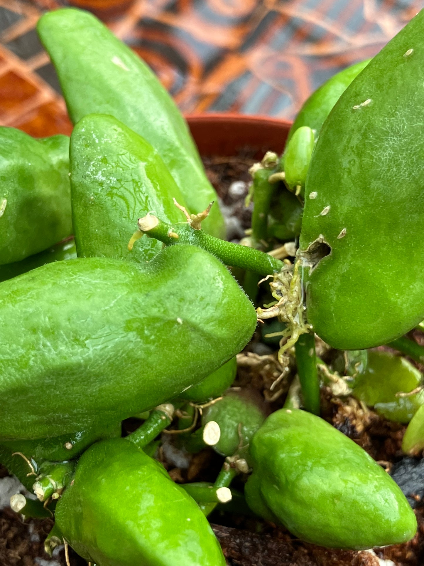 Dischidia Major 'Rattle Skulls'