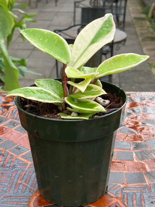 Hoya Carnosa "Albomarginata'