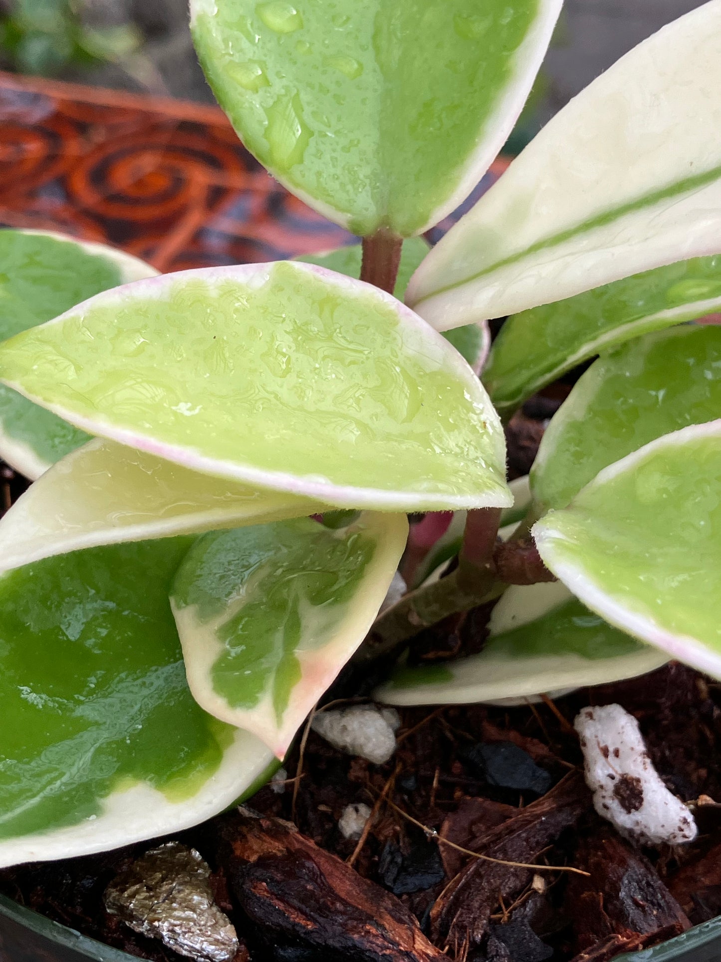 Hoya Carnosa "Albomarginata'