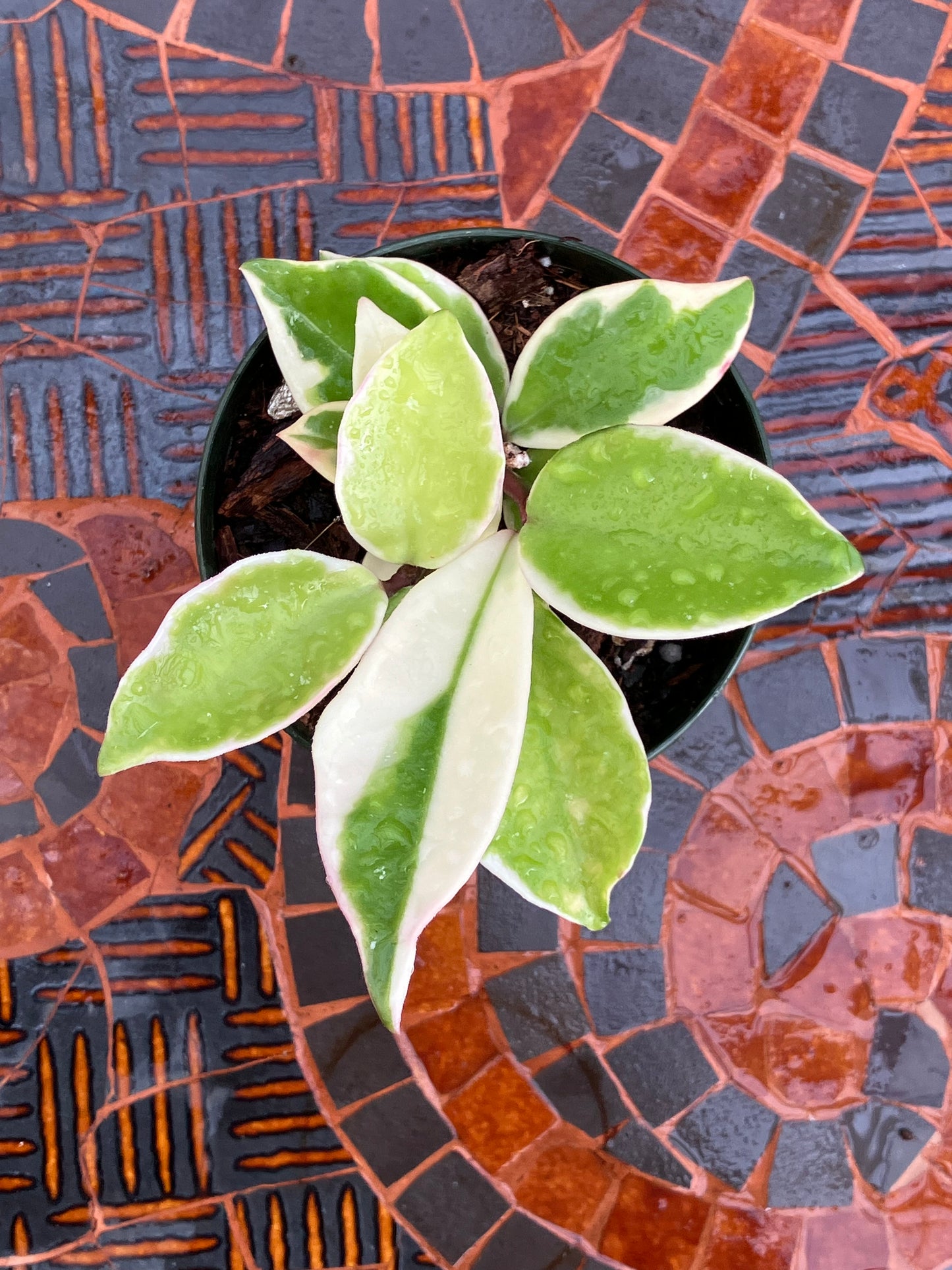 Hoya Carnosa "Albomarginata'