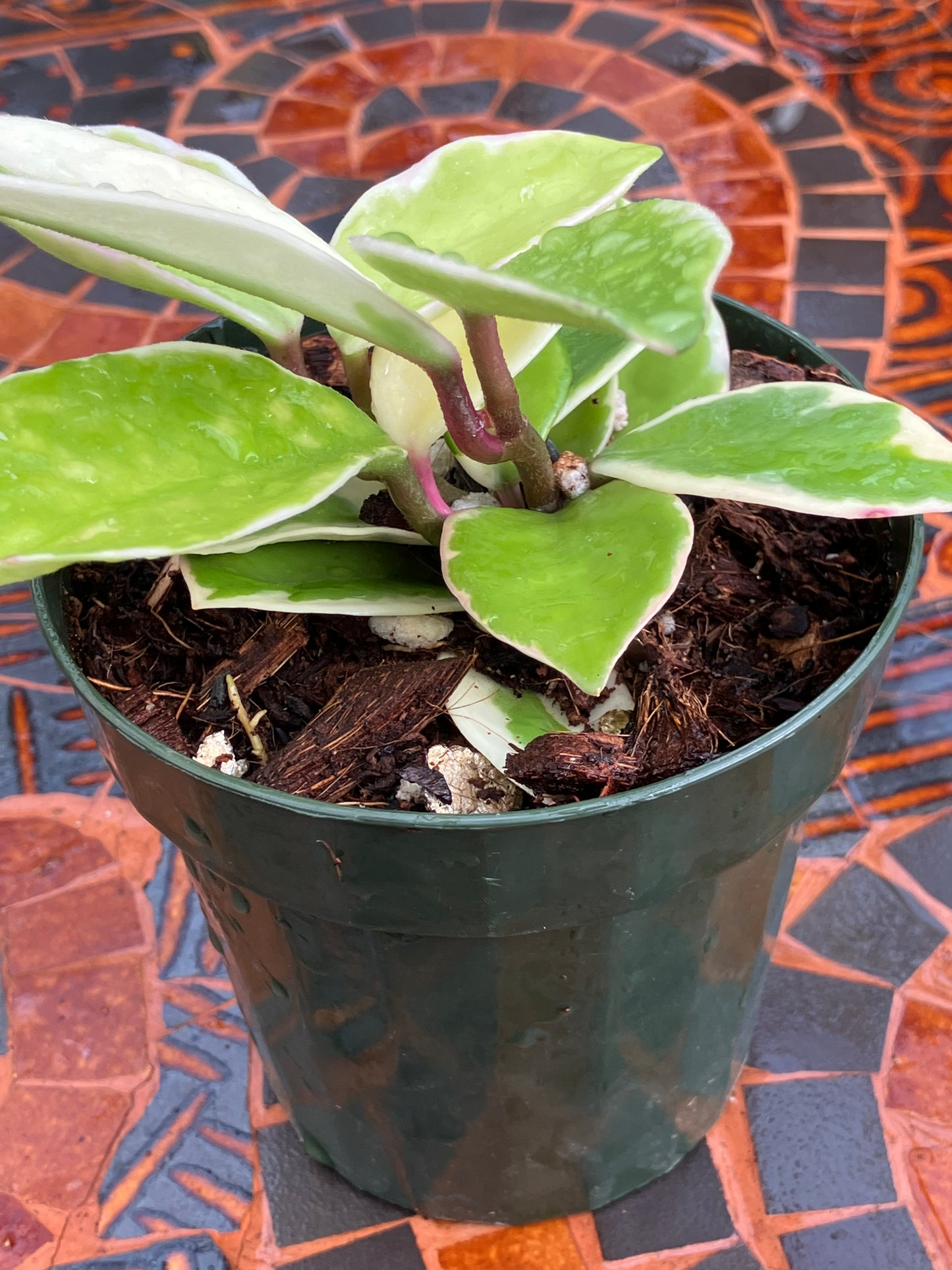 Hoya Carnosa "Albomarginata'