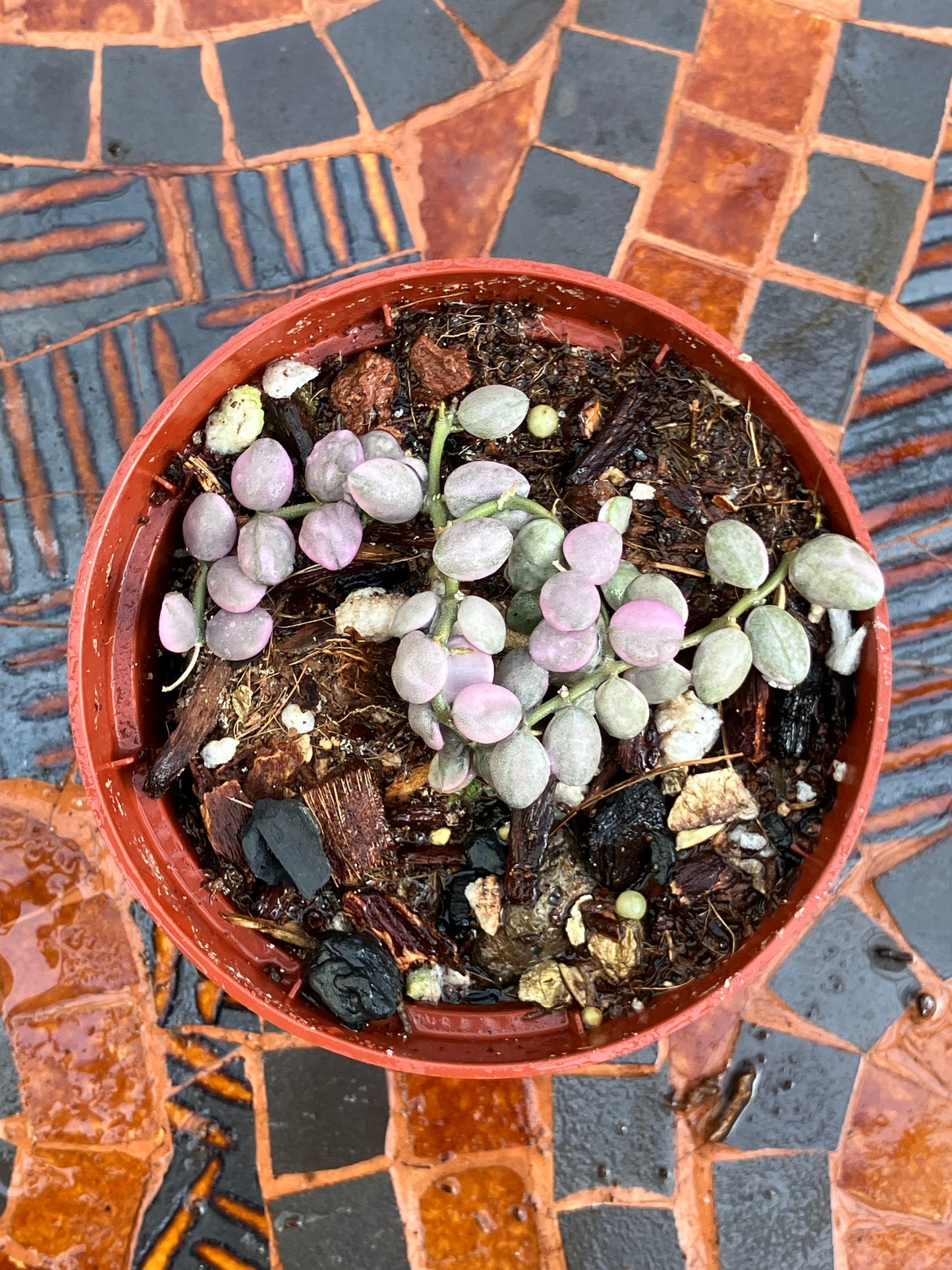 Dischidia Nummularia "Variegata"