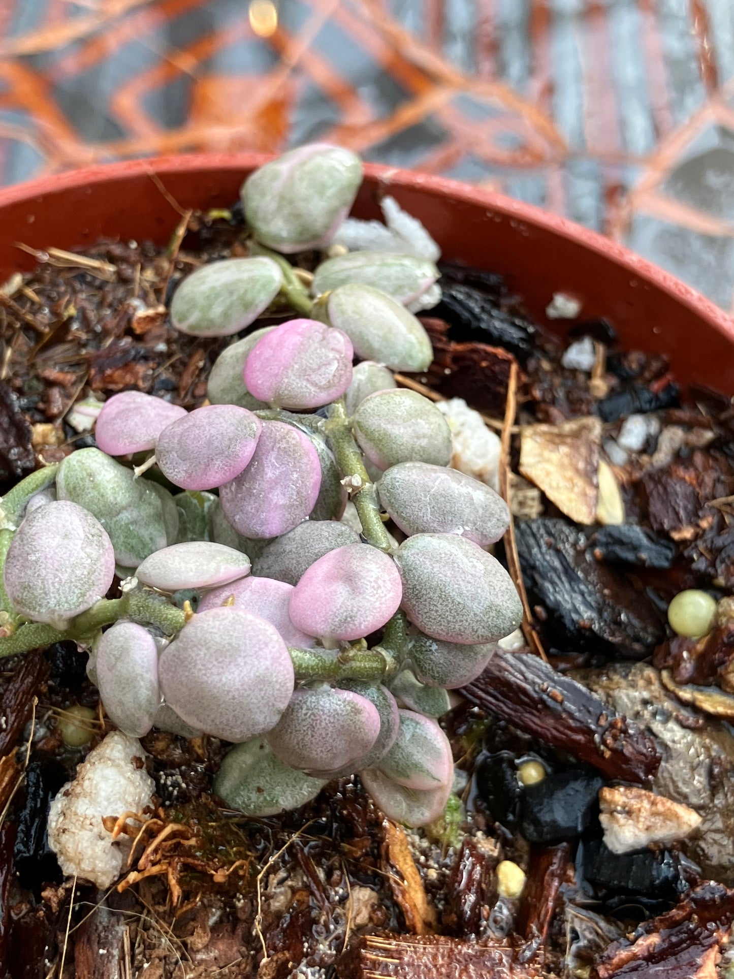 Dischidia Nummularia "Variegata"