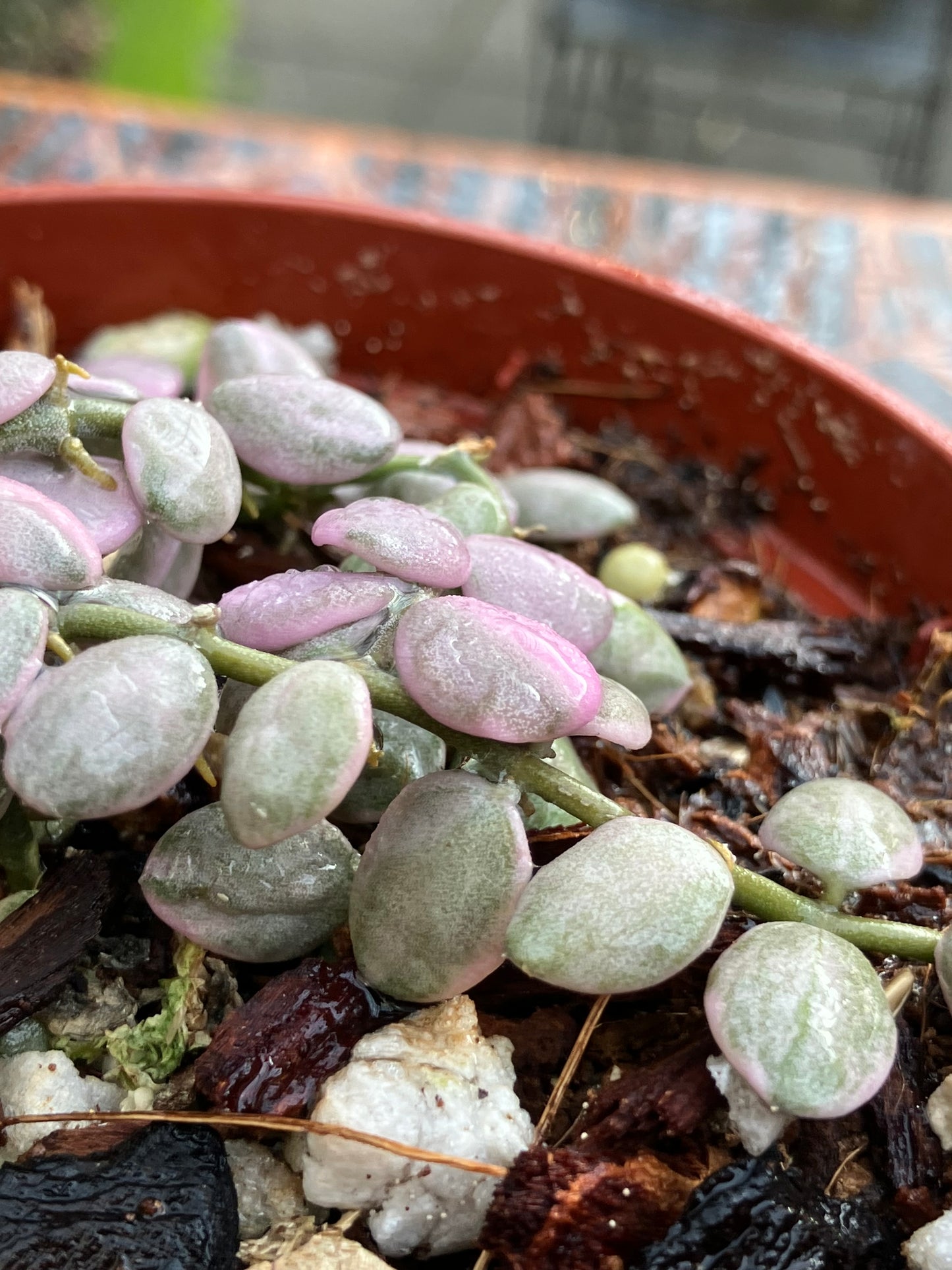Dischidia Nummularia "Variegata"