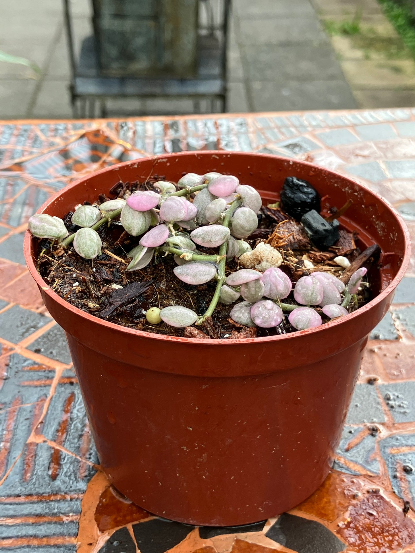 Dischidia Nummularia "Variegata"