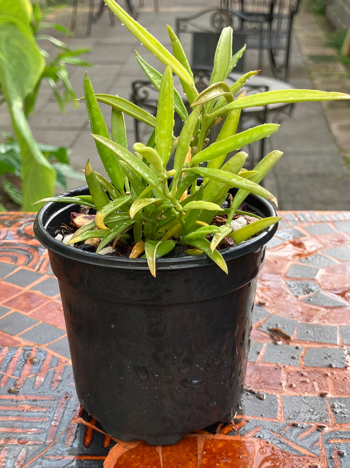 Hoya Mindorensis Emerald City Orchids 