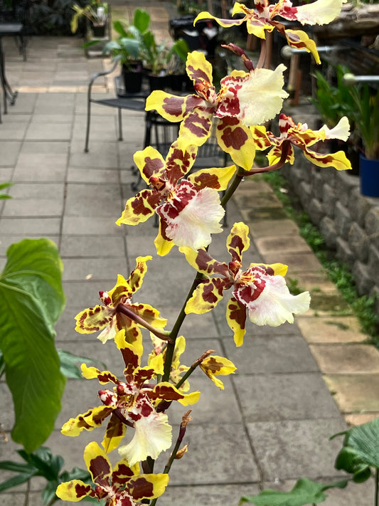 Oncidium Grower's Choice