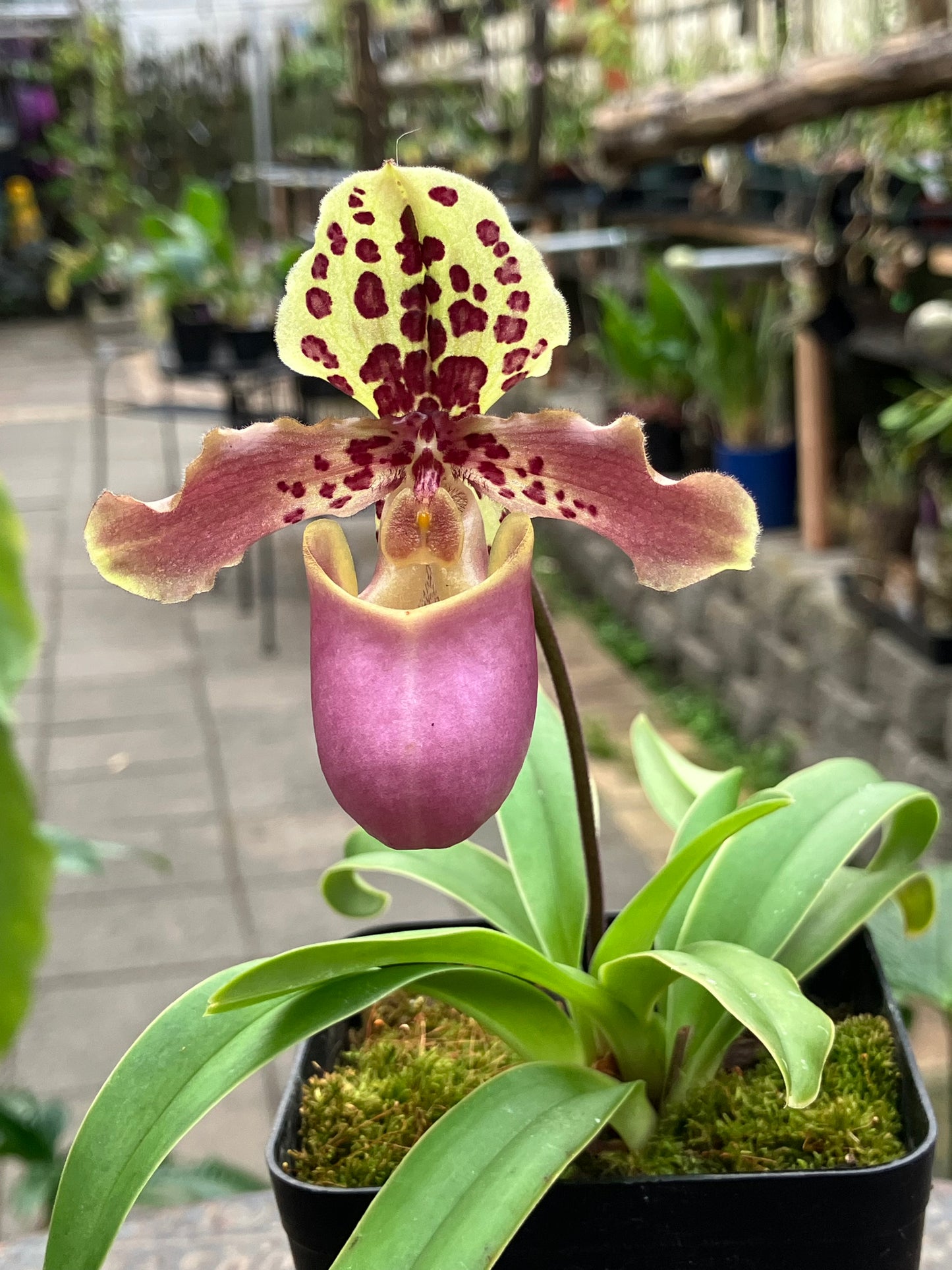 Paphiopedilum Grower's Choice